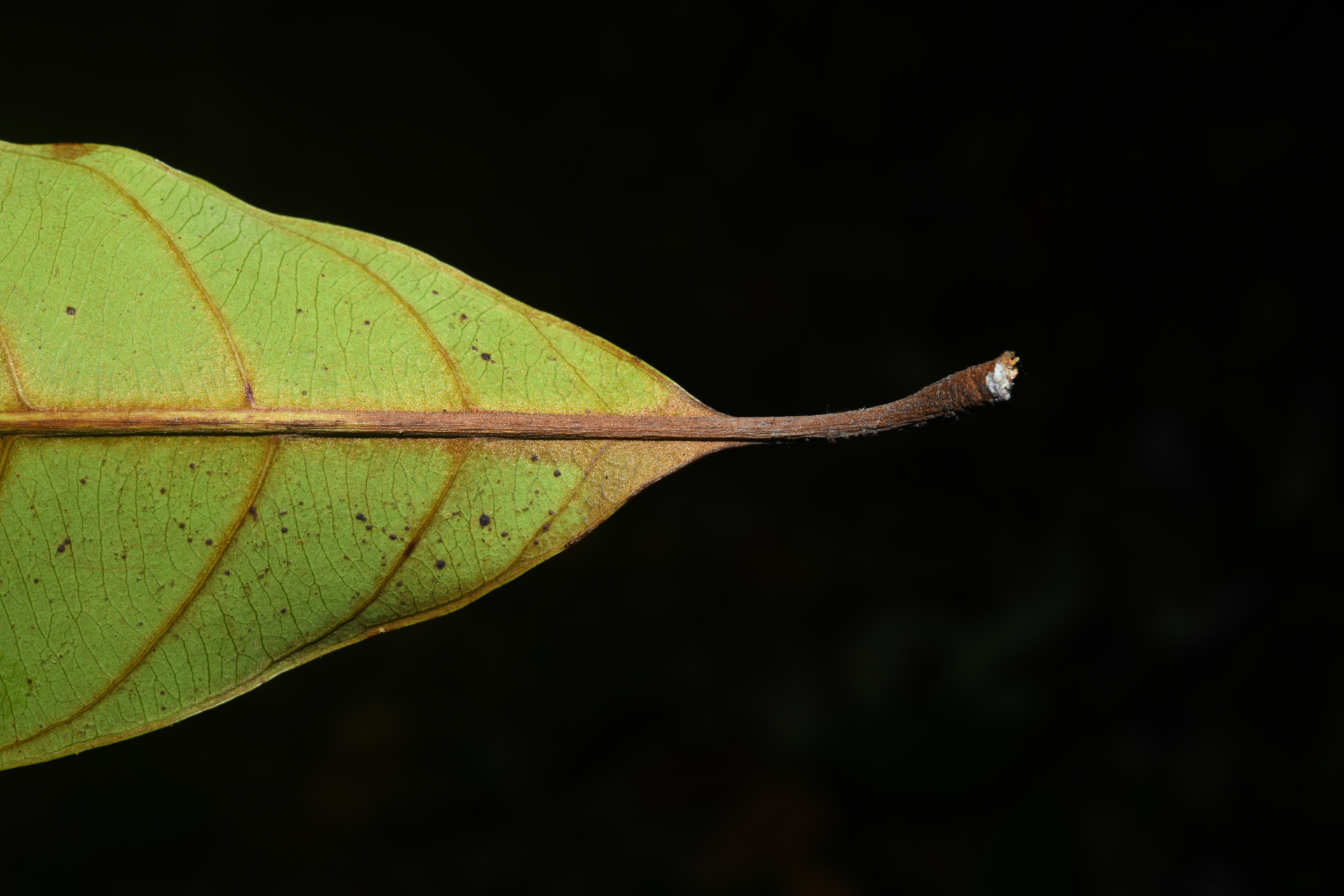 Prieurella prieurii (A.DC.) Aubrév. - Photo Bivouac Naturaliste