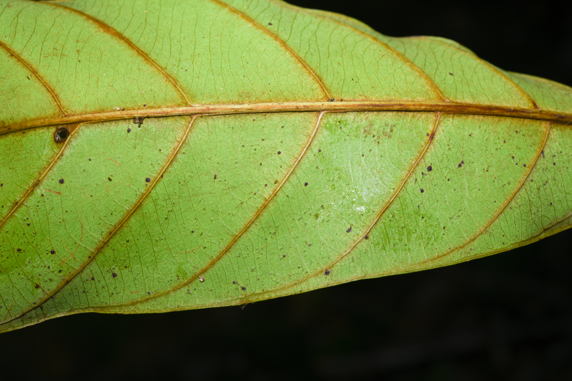 Prieurella prieurii (A.DC.) Aubrév. - Photo Bivouac Naturaliste