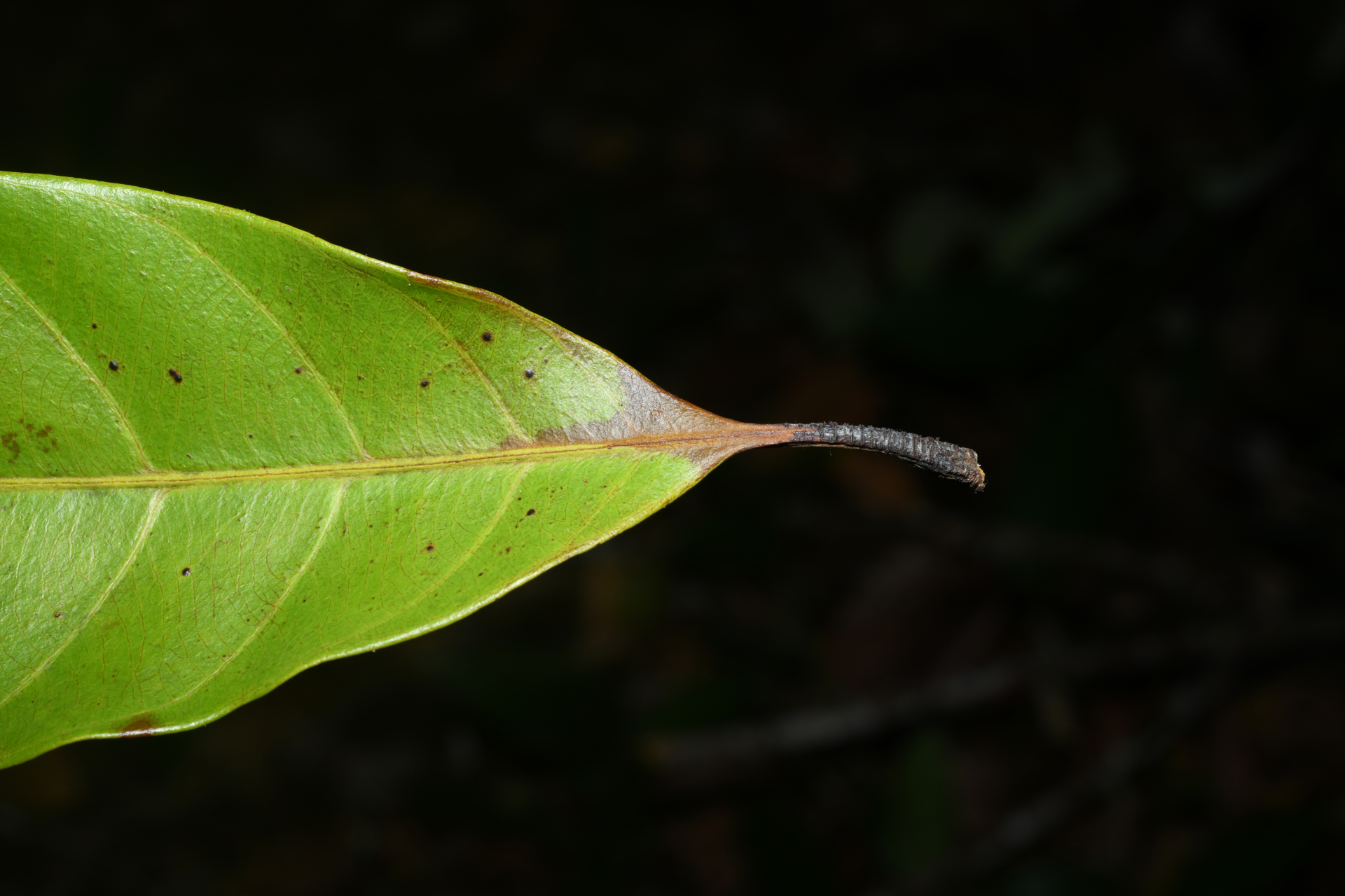 Prieurella prieurii (A.DC.) Aubrév. - Photo Bivouac Naturaliste