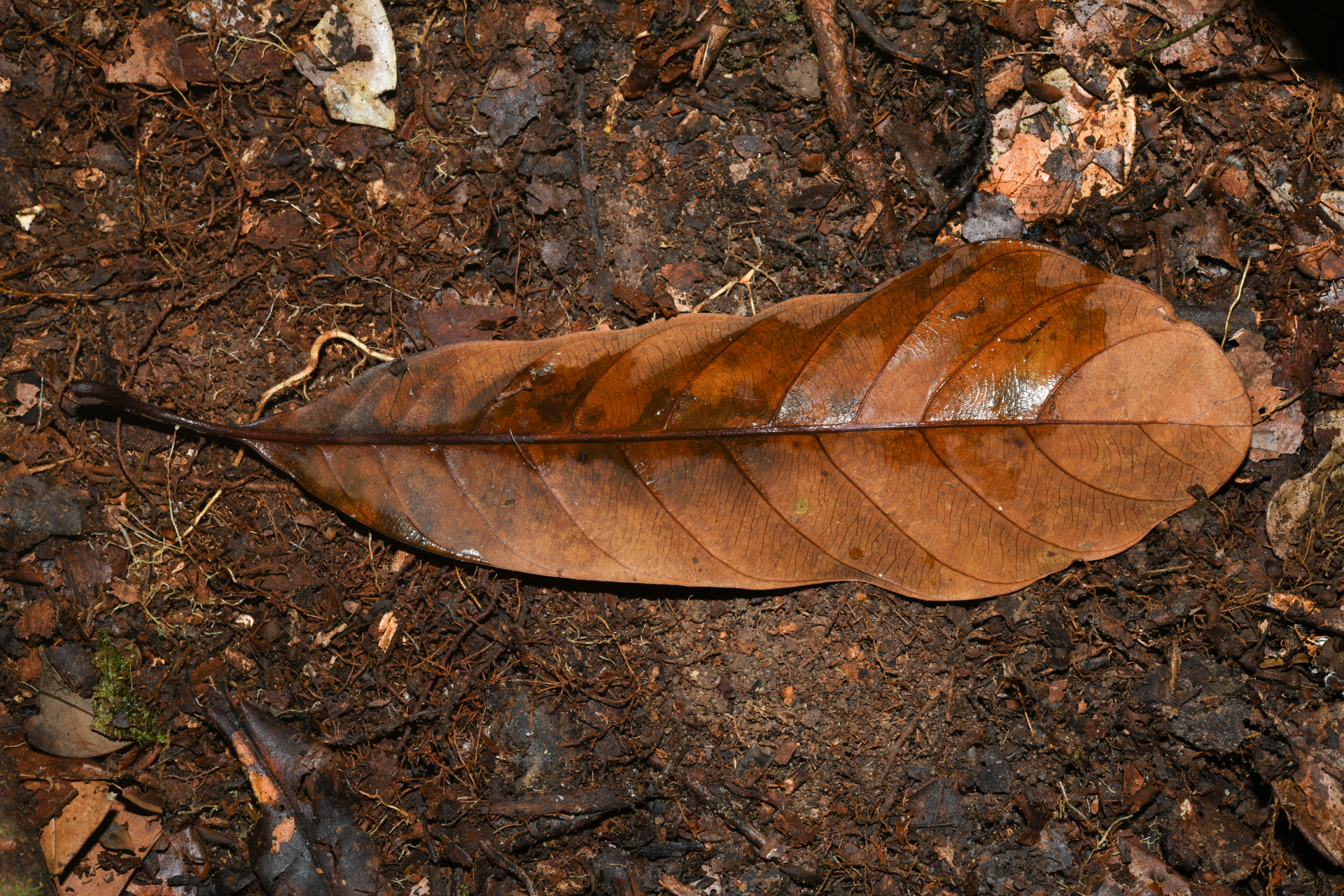 Prieurella prieurii (A.DC.) Aubrév. - Photo Bivouac Naturaliste