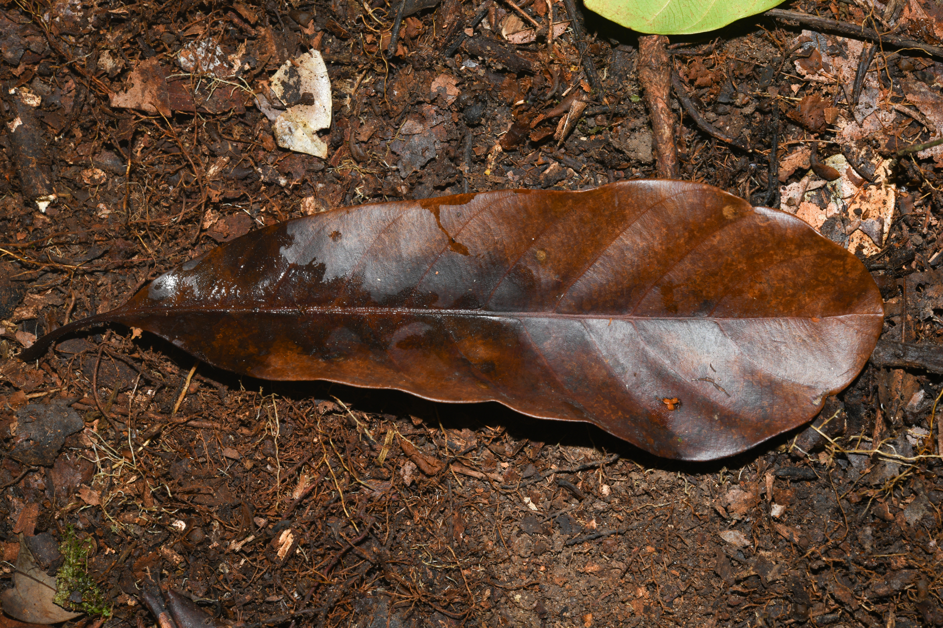 Prieurella prieurii (A.DC.) Aubrév. - Photo Bivouac Naturaliste