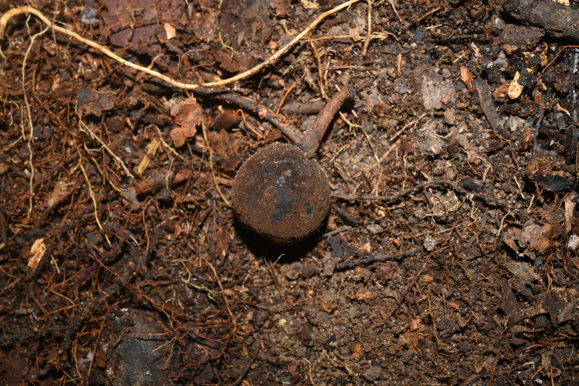 Prieurella prieurii (A.DC.) Aubrév. - Photo Bivouac Naturaliste