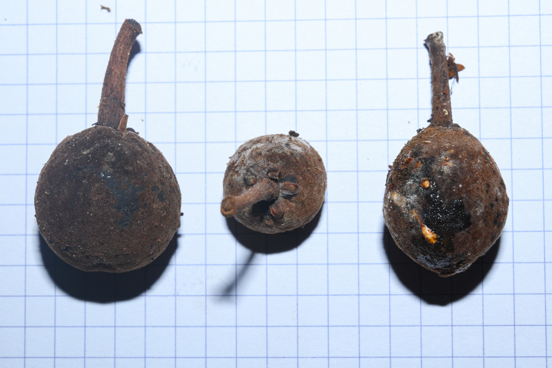 Prieurella prieurii (A.DC.) Aubrév. - Photo Bivouac Naturaliste