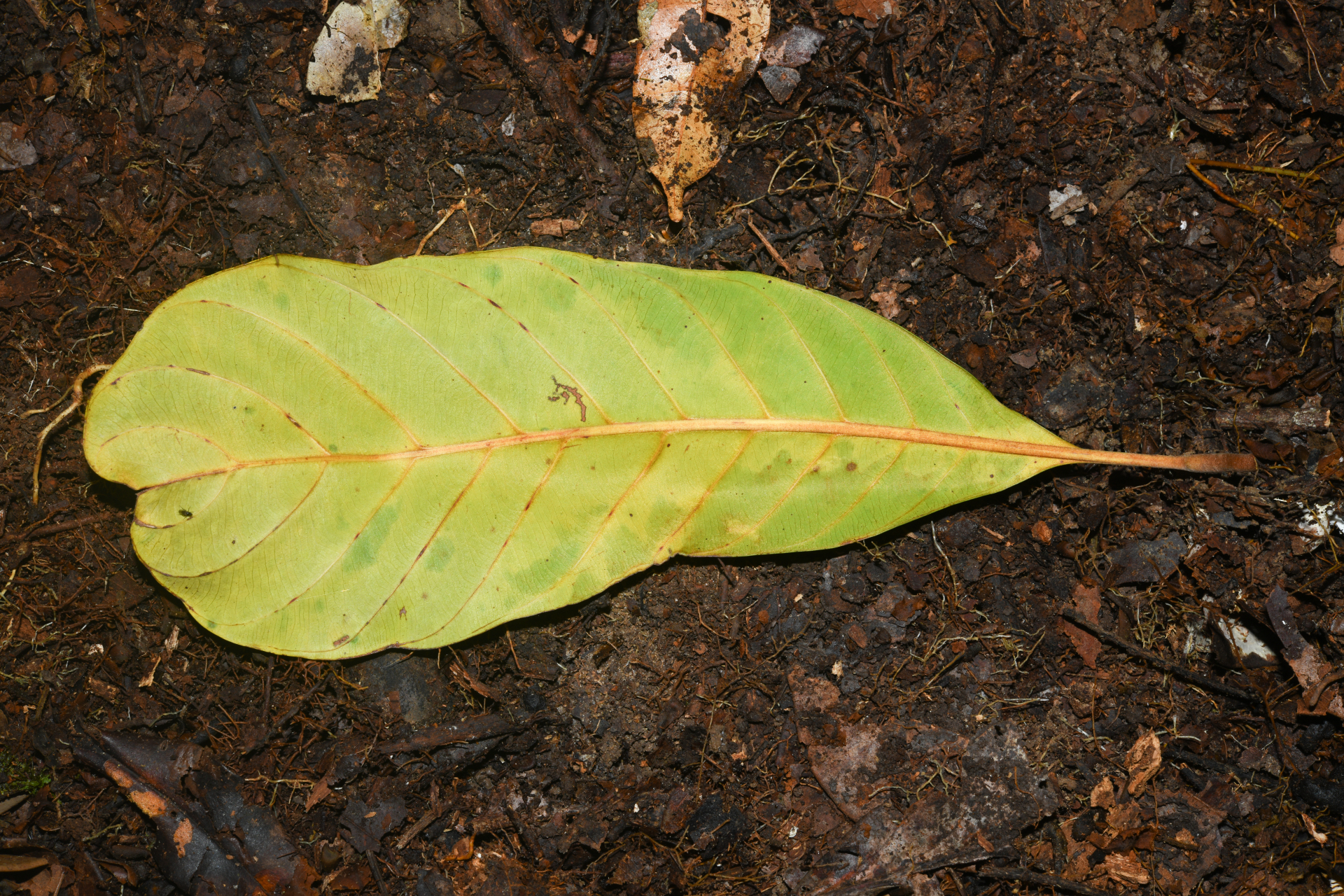 Prieurella prieurii (A.DC.) Aubrév. - Photo Bivouac Naturaliste