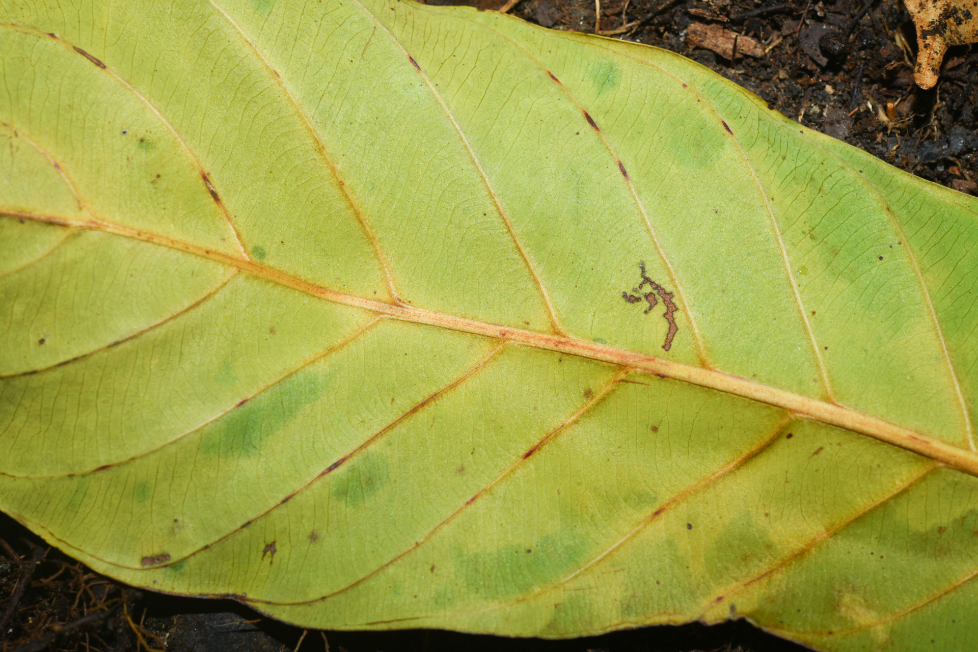 Prieurella prieurii (A.DC.) Aubrév. - Photo Bivouac Naturaliste
