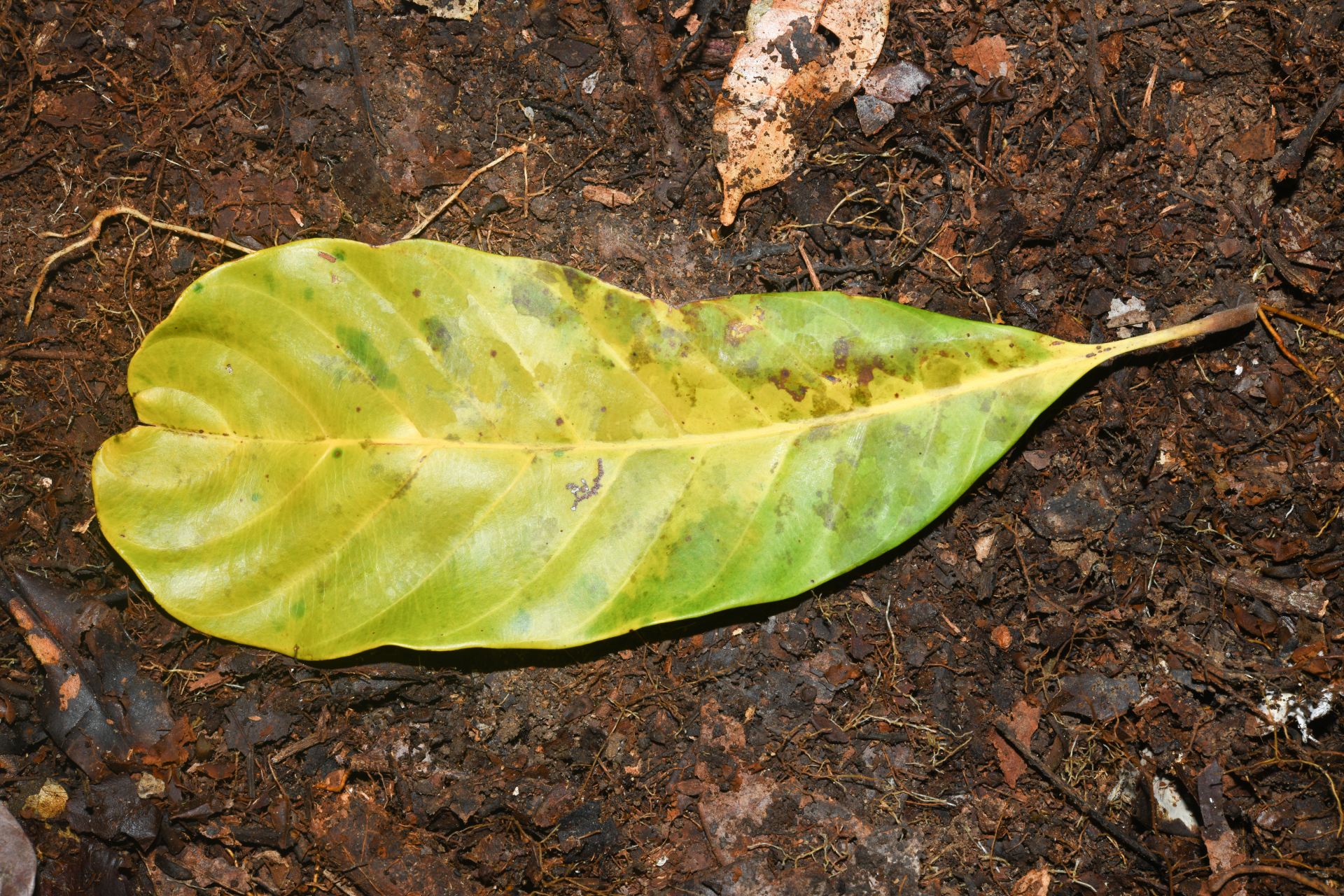 Prieurella prieurii (A.DC.) Aubrév. - Photo Bivouac Naturaliste
