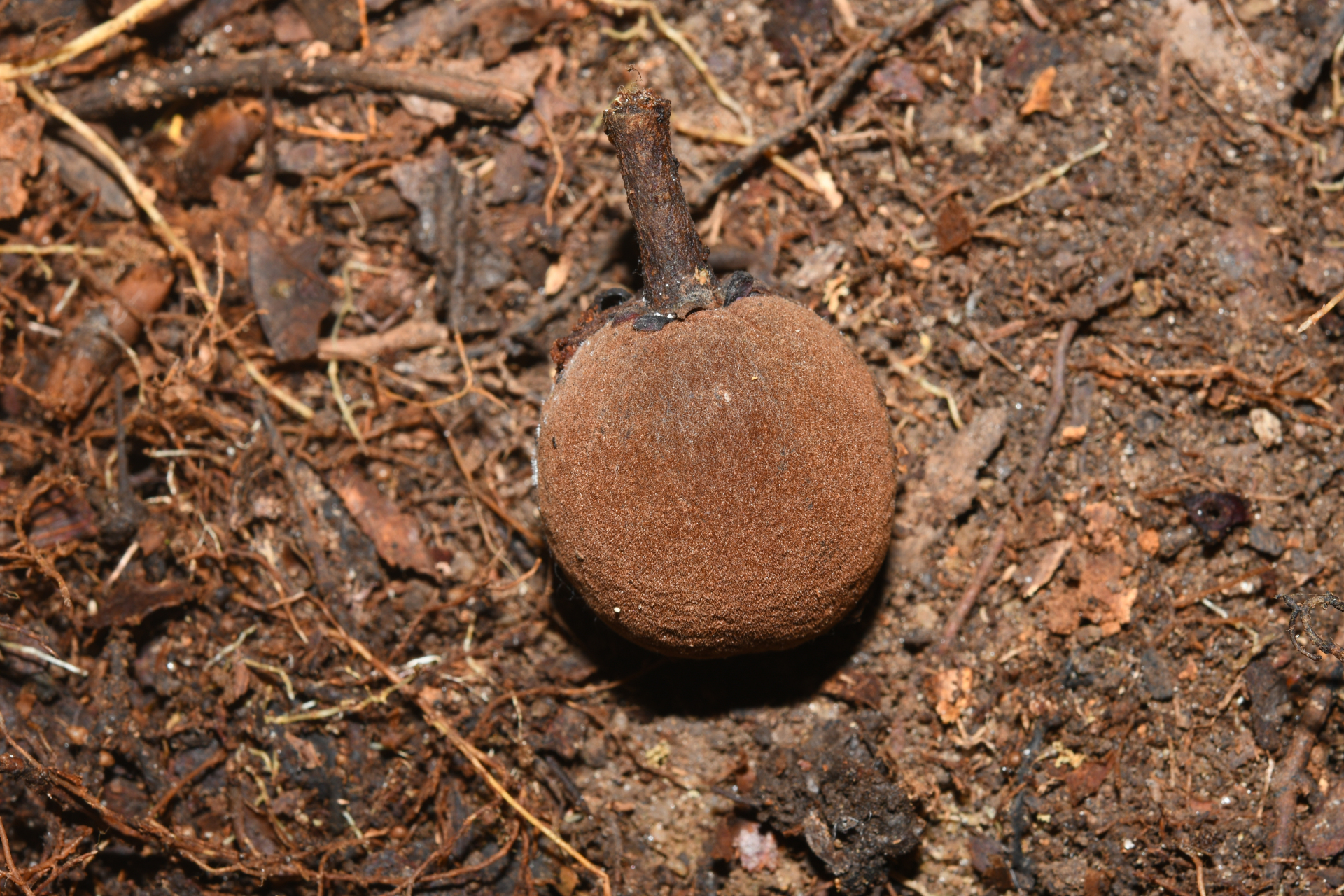 Prieurella prieurii (A.DC.) Aubrév. - Photo Bivouac Naturaliste