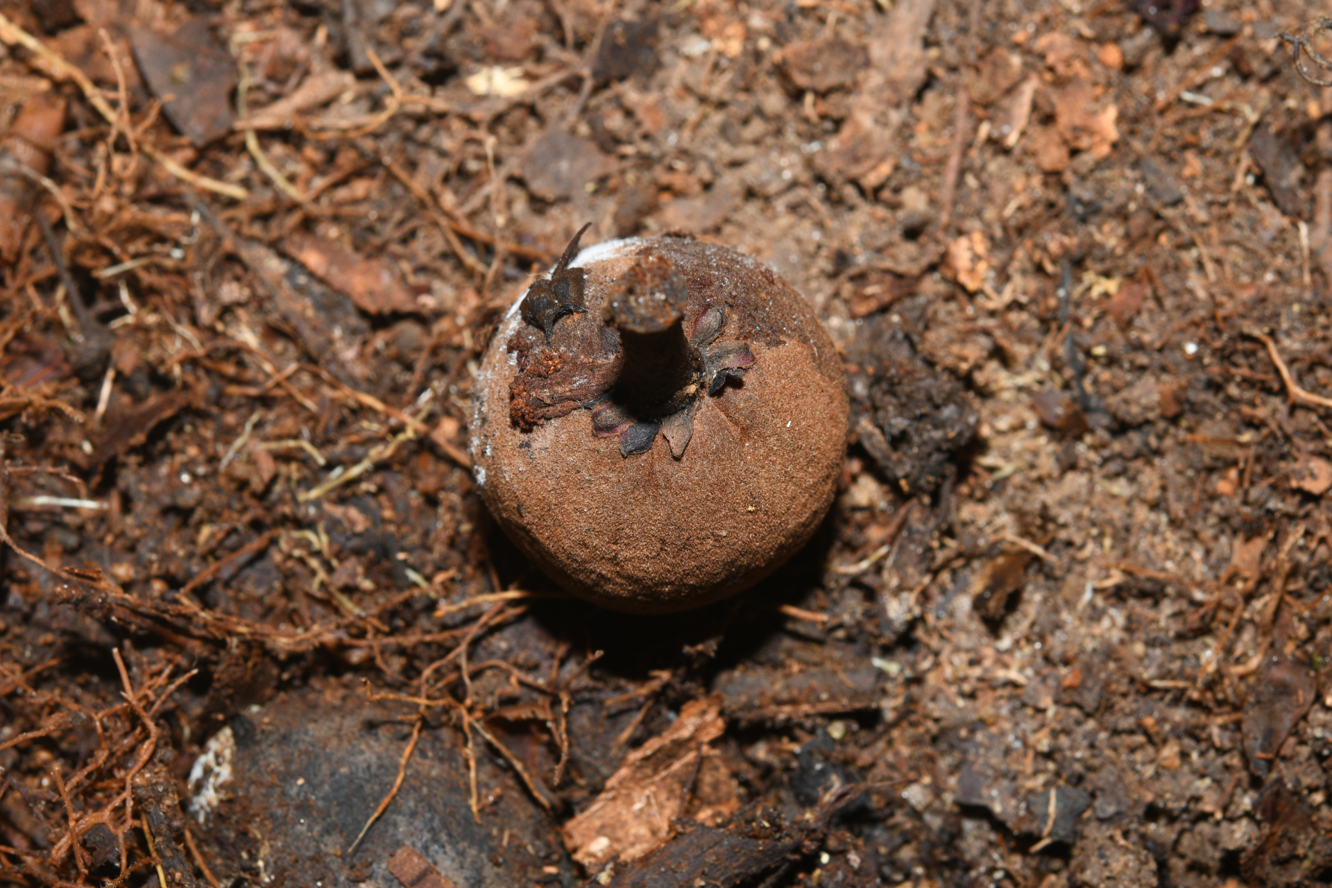 Prieurella prieurii (A.DC.) Aubrév. - Photo Bivouac Naturaliste