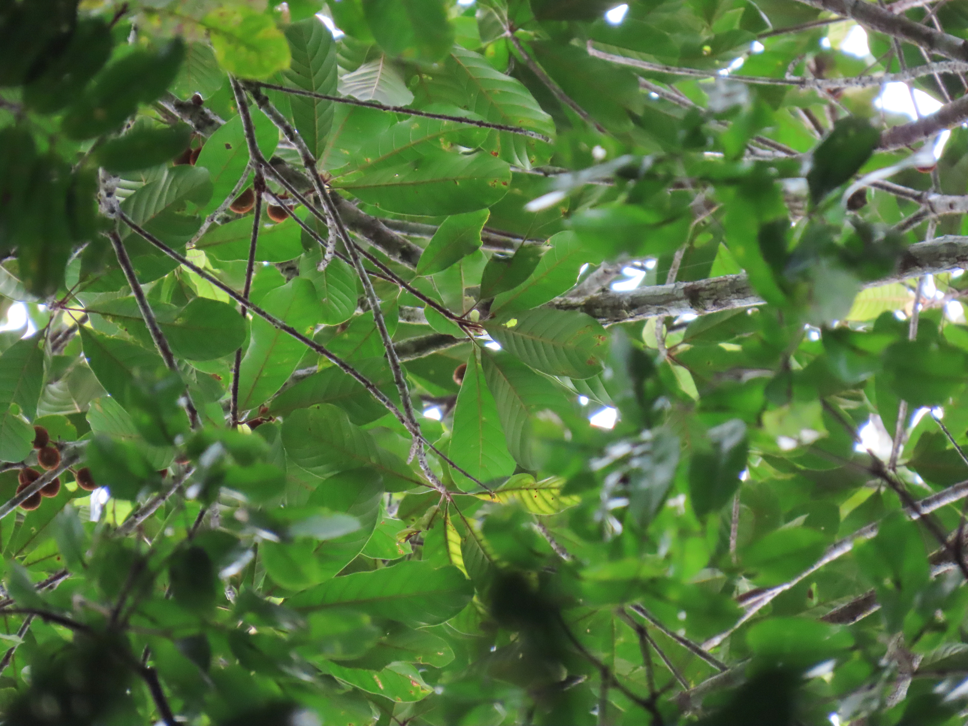 Prieurella prieurii (A.DC.) Aubrév. - Photo Bivouac Naturaliste