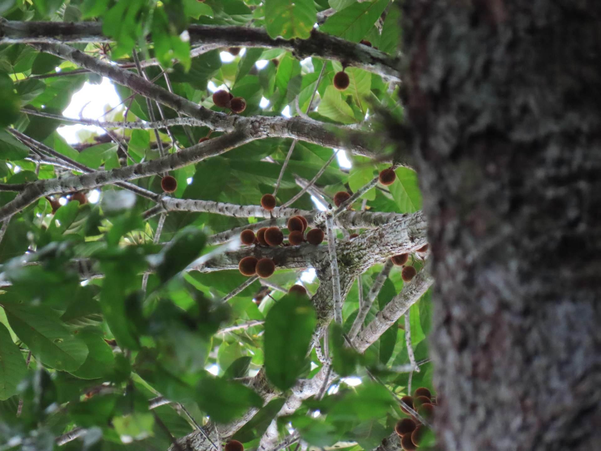 Prieurella prieurii (A.DC.) Aubrév. - Photo Bivouac Naturaliste