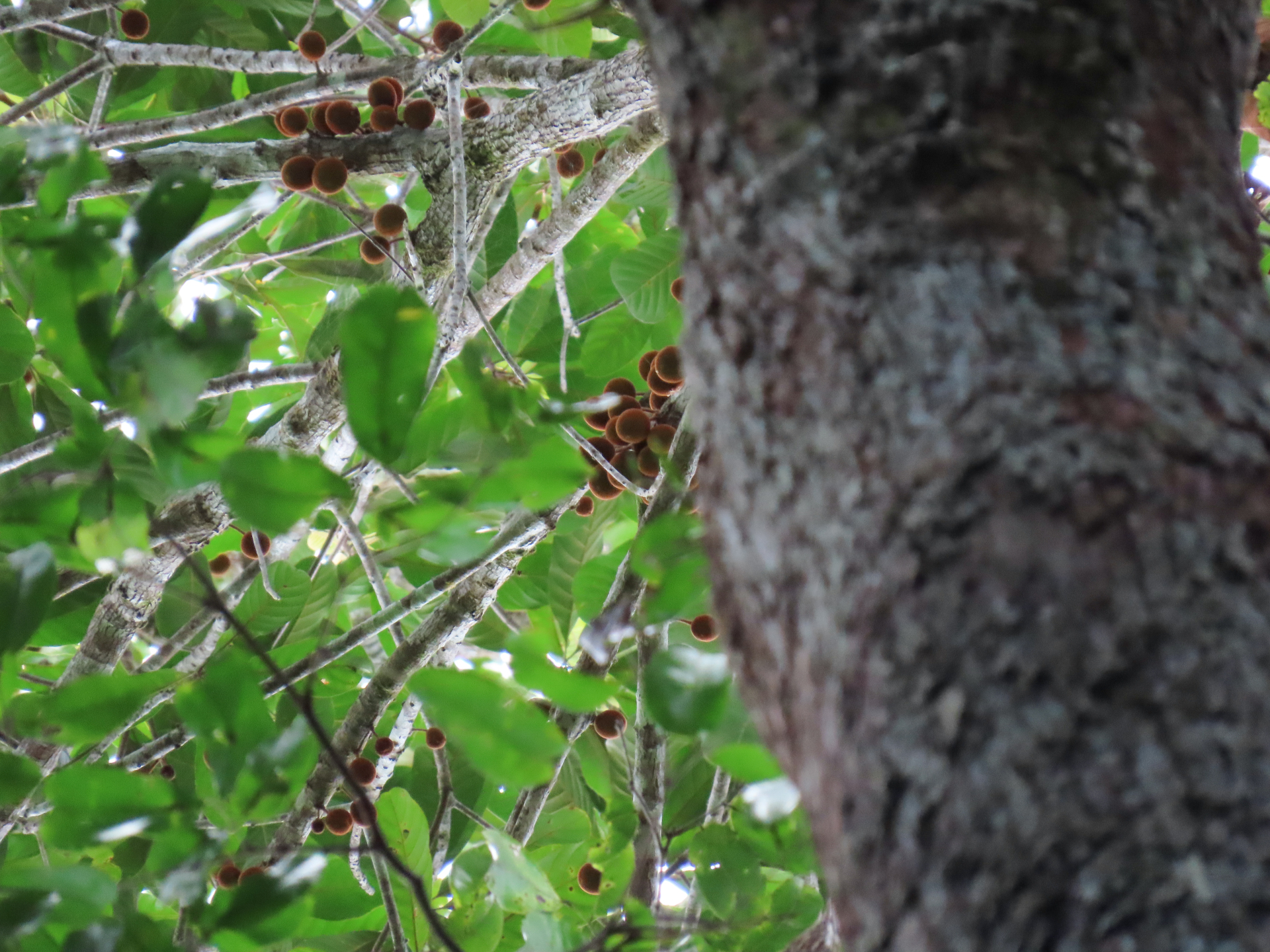Prieurella prieurii (A.DC.) Aubrév. - Photo Bivouac Naturaliste