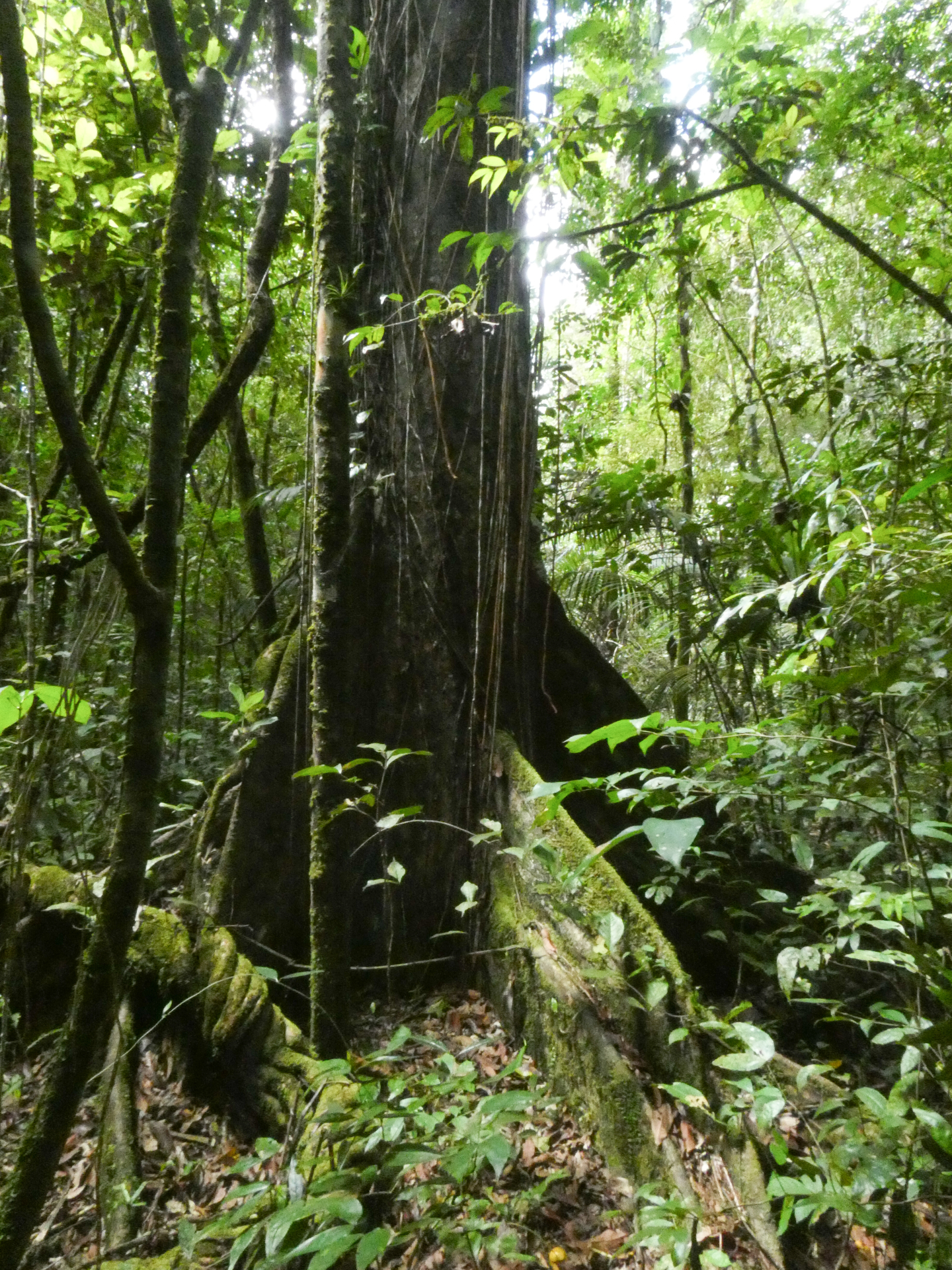 Chrysophyllum lucentifolium subsp. pachycarpum Pires & T.D.Penn. - Photo Bivouac Naturaliste