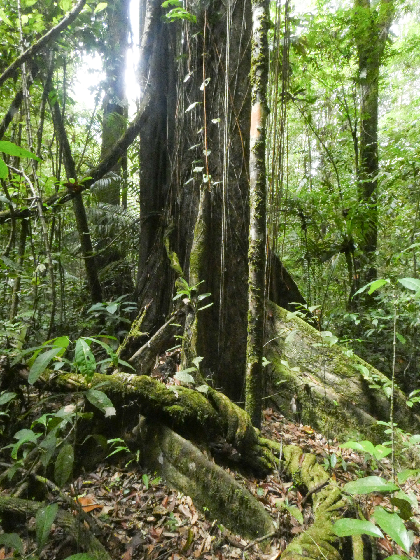 Chrysophyllum lucentifolium subsp. pachycarpum Pires & T.D.Penn. - Photo Bivouac Naturaliste