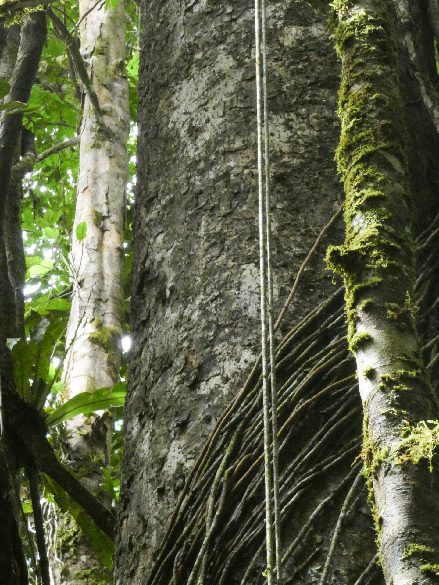 Chrysophyllum lucentifolium subsp. pachycarpum Pires & T.D.Penn. - Photo Bivouac Naturaliste
