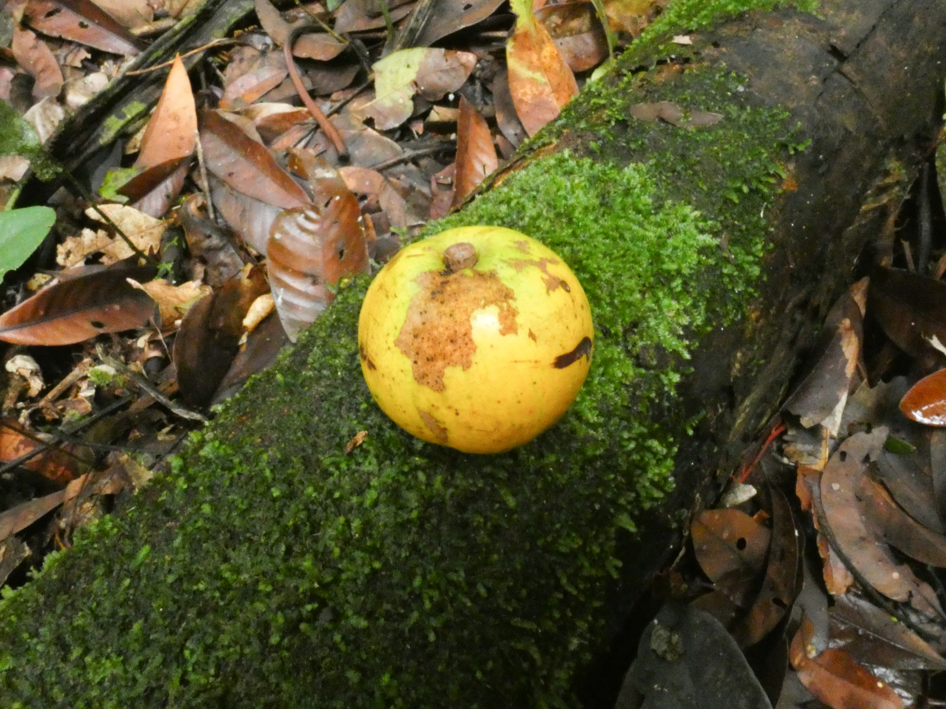 Chrysophyllum lucentifolium subsp. pachycarpum Pires & T.D.Penn. - Photo Bivouac Naturaliste