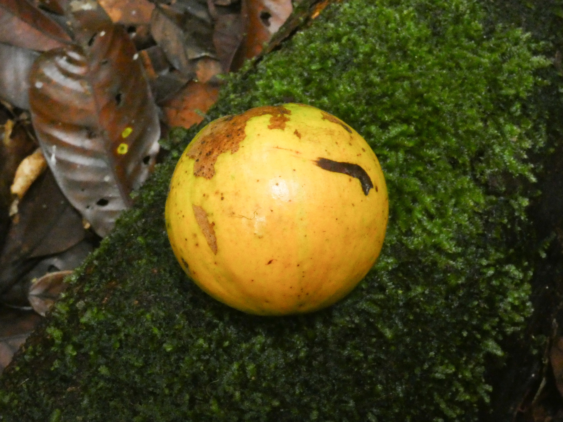 Chrysophyllum lucentifolium subsp. pachycarpum Pires & T.D.Penn. - Photo Bivouac Naturaliste