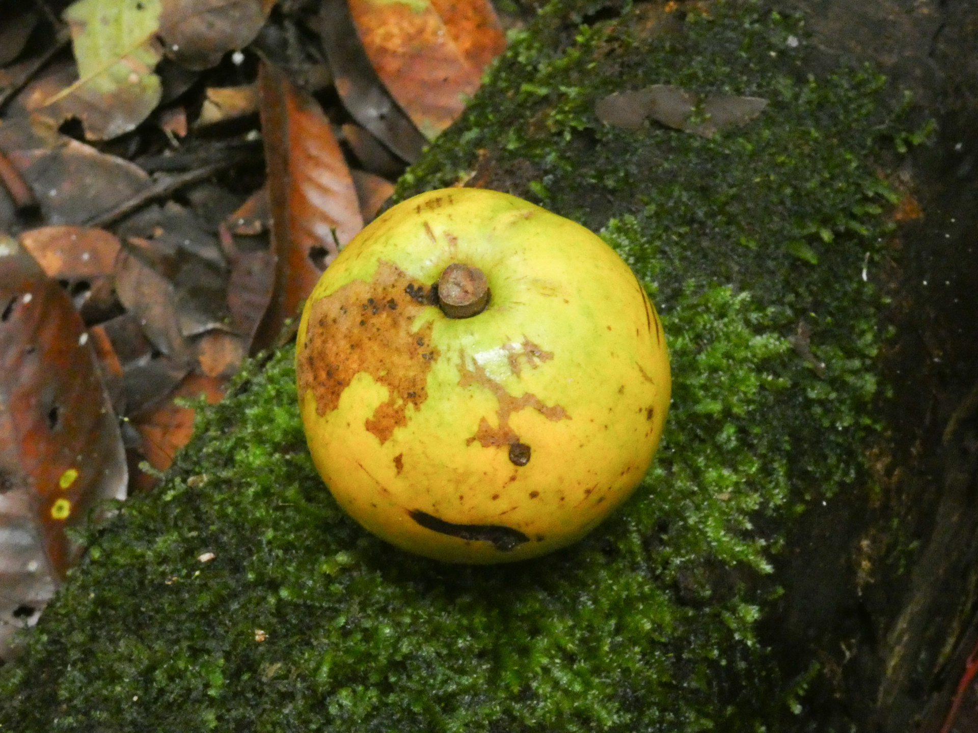 Chrysophyllum lucentifolium subsp. pachycarpum Pires & T.D.Penn. - Photo Bivouac Naturaliste