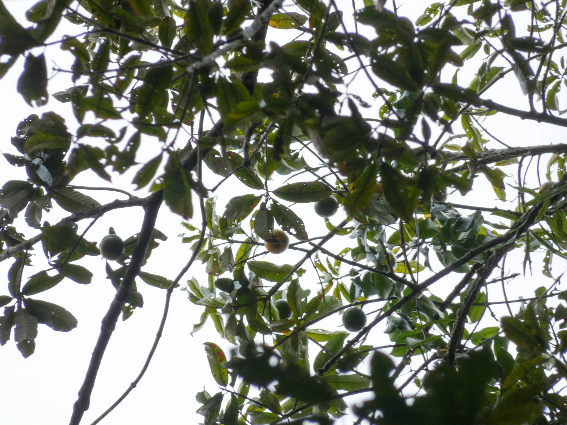 Chrysophyllum lucentifolium subsp. pachycarpum Pires & T.D.Penn. - Photo Bivouac Naturaliste