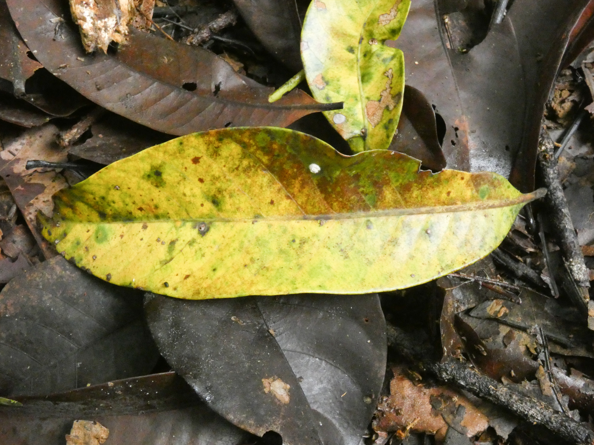 Chrysophyllum lucentifolium subsp. pachycarpum Pires & T.D.Penn. - Photo Bivouac Naturaliste