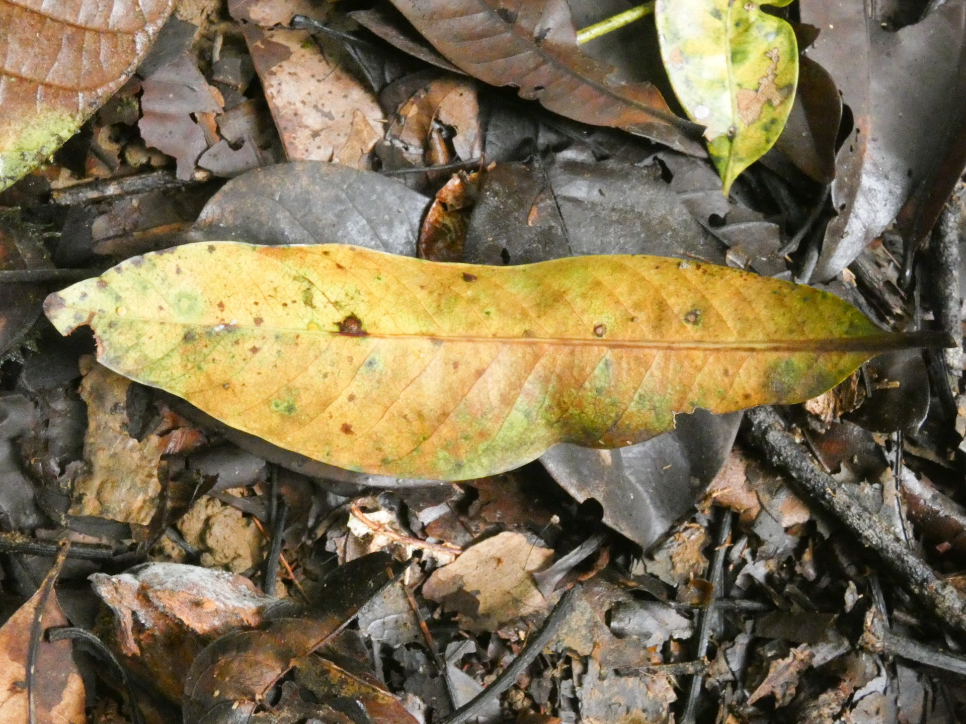 Chrysophyllum lucentifolium subsp. pachycarpum Pires & T.D.Penn. - Photo Bivouac Naturaliste