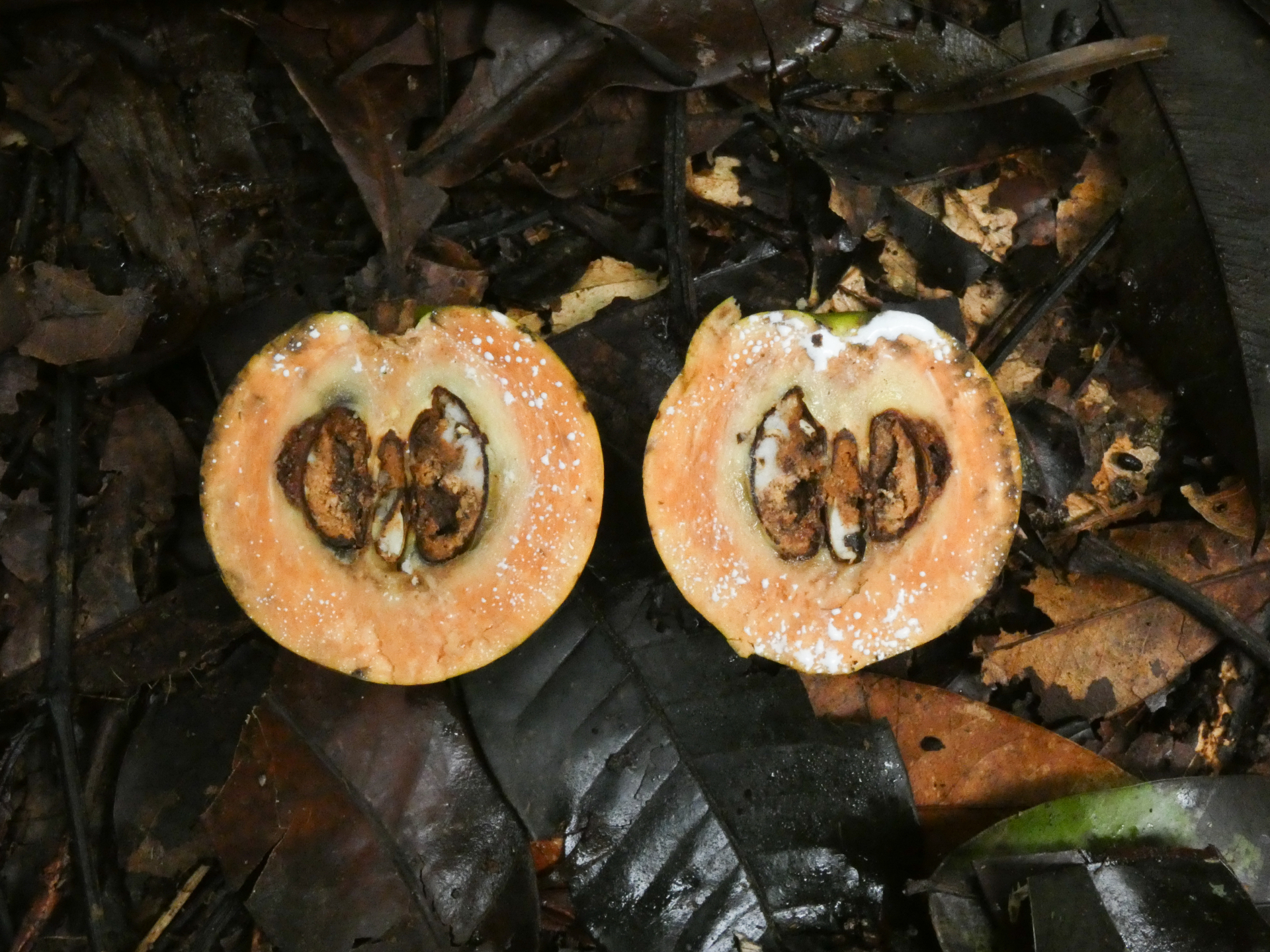 Chrysophyllum lucentifolium subsp. pachycarpum Pires & T.D.Penn. - Photo Bivouac Naturaliste