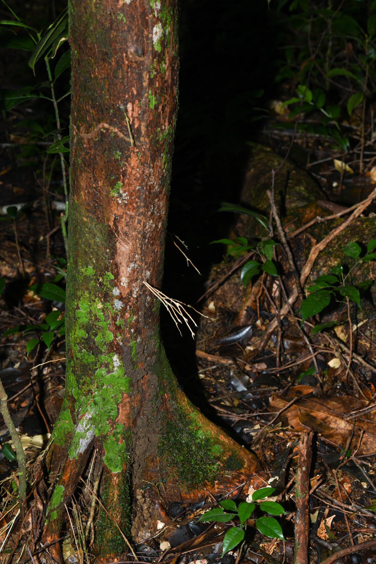 Prieurella cuneifolia (Rudge) Pierre ex Aubrév., 1964 - Photo Bivouac Naturaliste