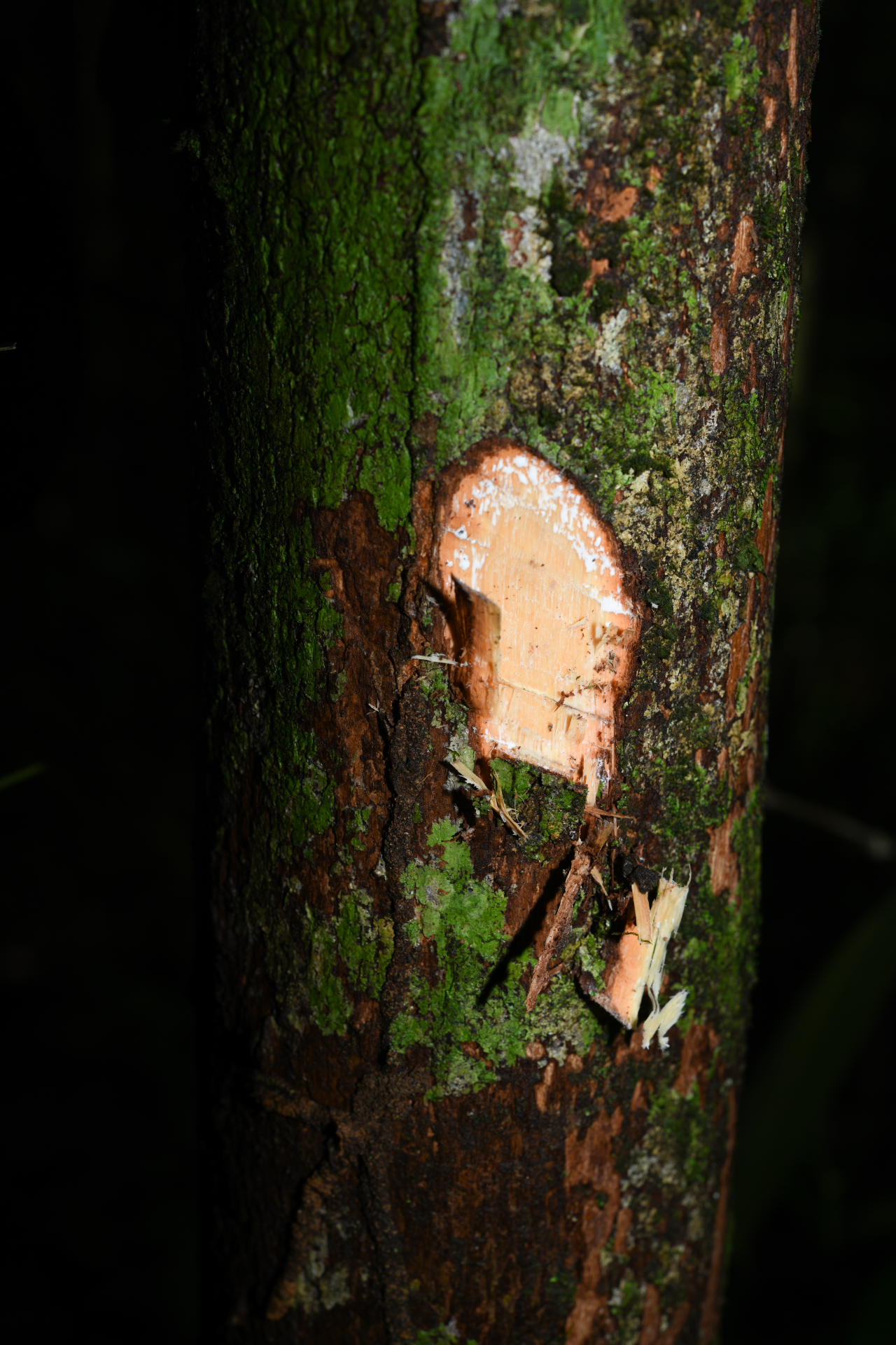 Prieurella cuneifolia (Rudge) Pierre ex Aubrév., 1964 - Photo Bivouac Naturaliste