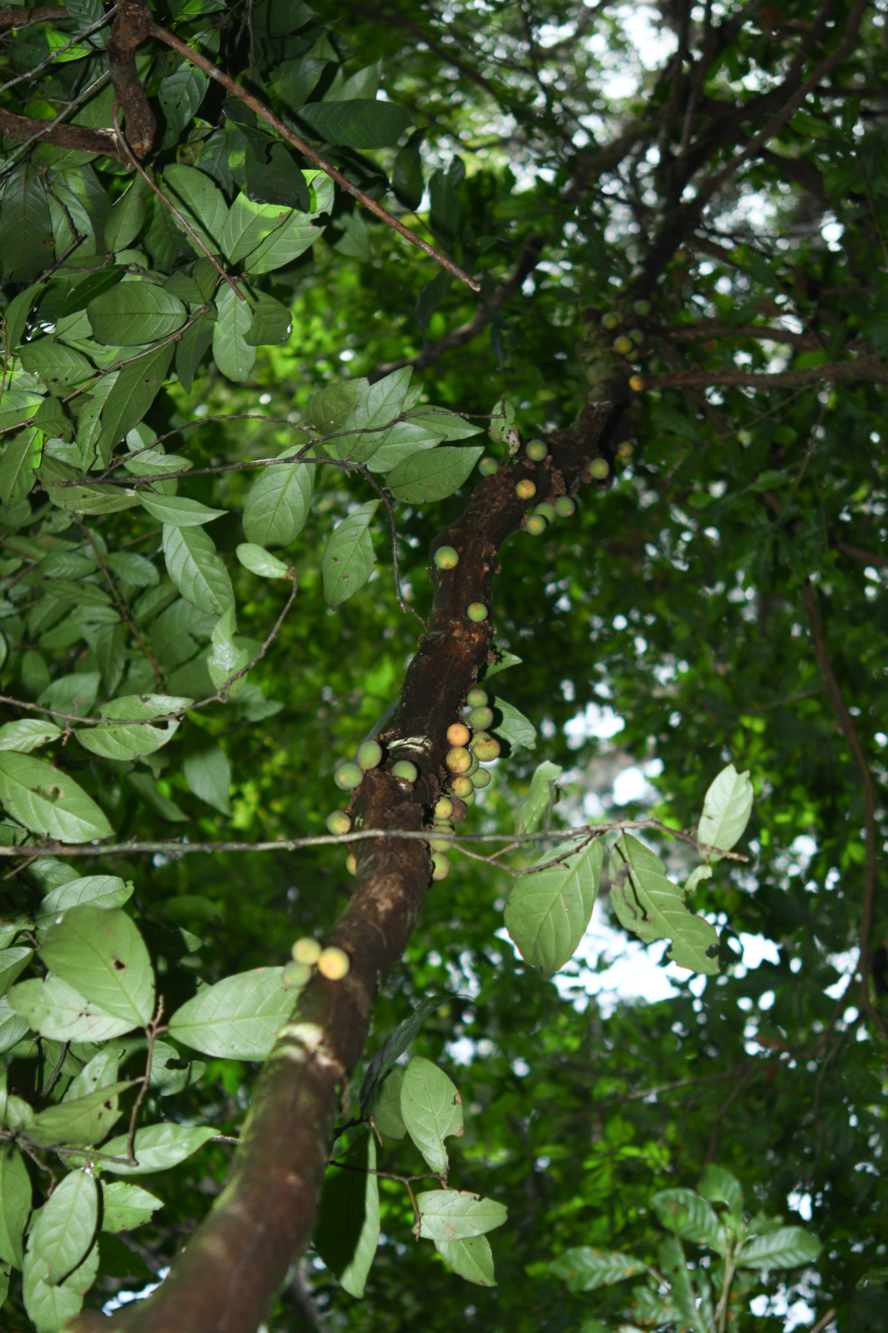Prieurella cuneifolia (Rudge) Pierre ex Aubrév., 1964 - Photo Bivouac Naturaliste