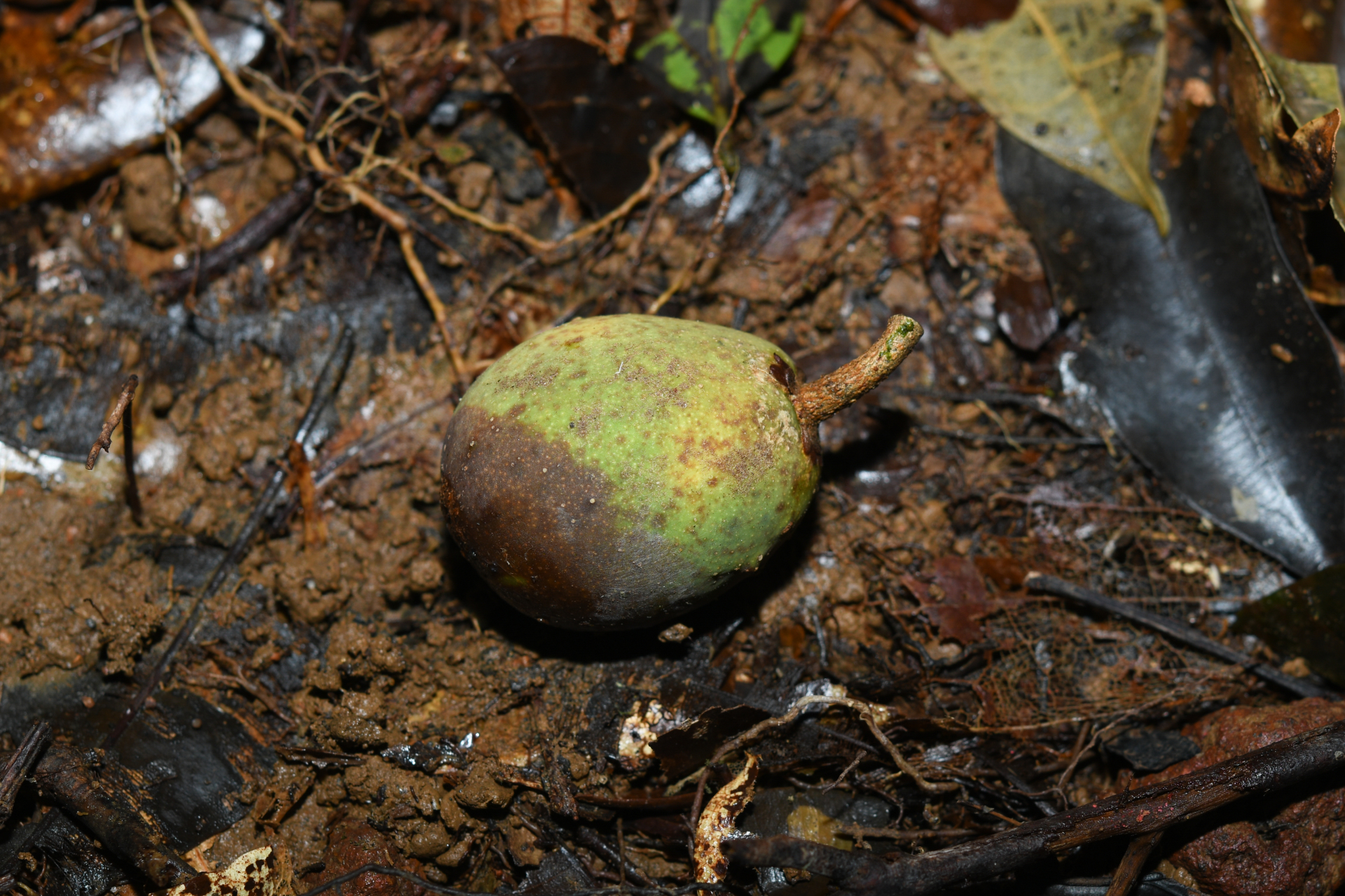 Prieurella cuneifolia (Rudge) Pierre ex Aubrév., 1964 - Photo Bivouac Naturaliste