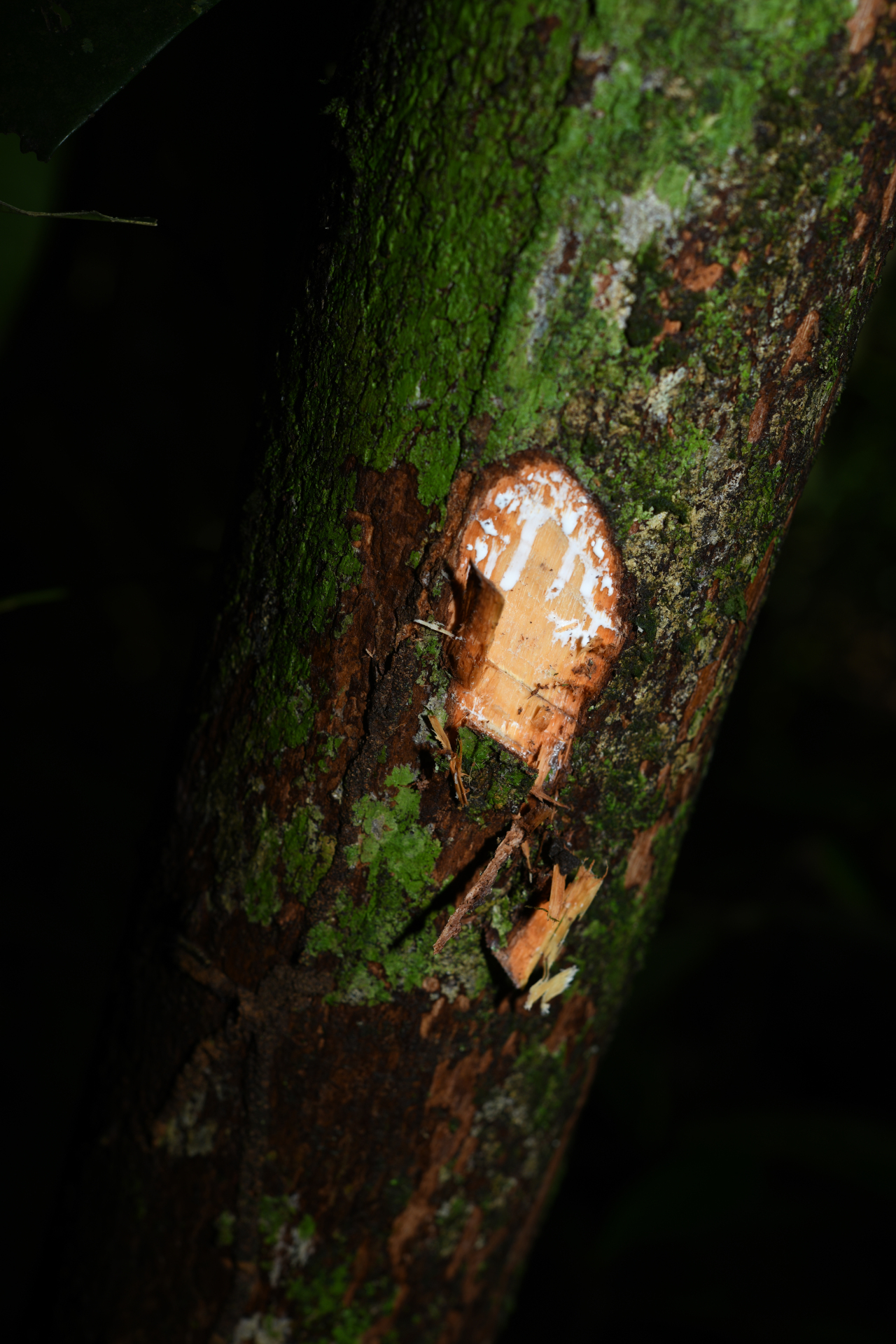 Prieurella cuneifolia (Rudge) Pierre ex Aubrév., 1964 - Photo Bivouac Naturaliste