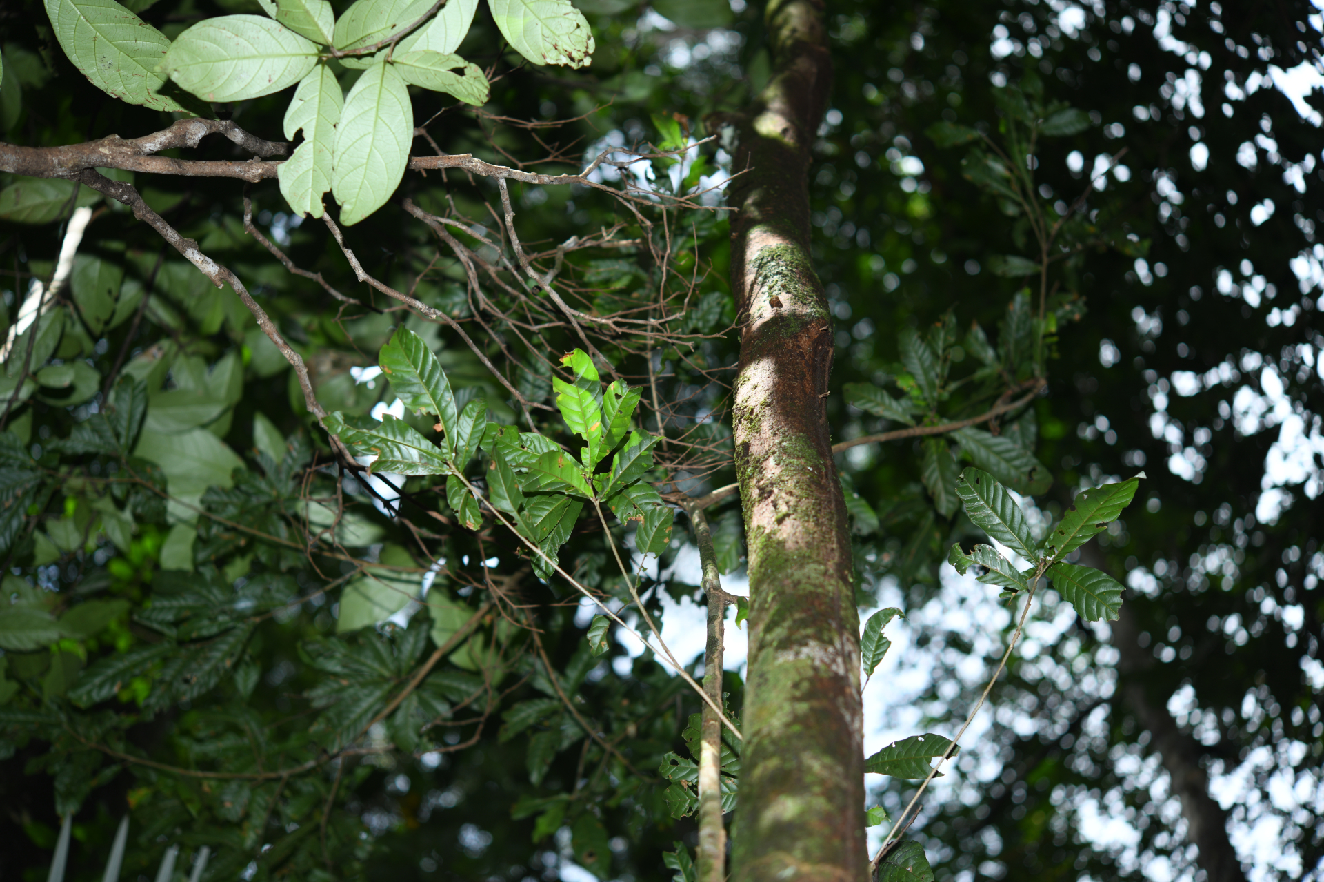 Prieurella cuneifolia (Rudge) Pierre ex Aubrév., 1964 - Photo Bivouac Naturaliste