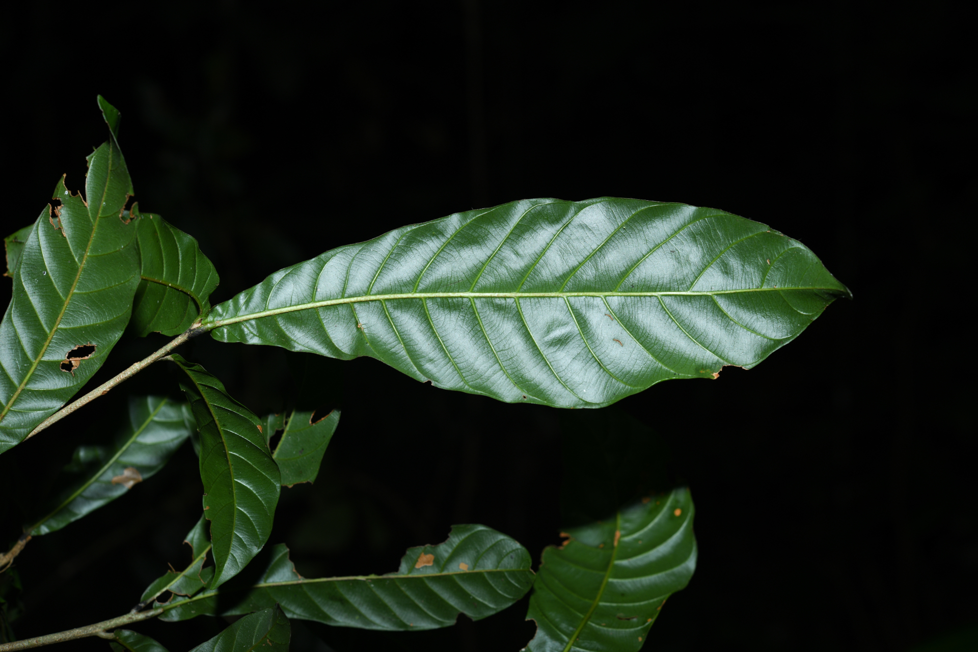 Prieurella cuneifolia (Rudge) Pierre ex Aubrév., 1964 - Photo Bivouac Naturaliste