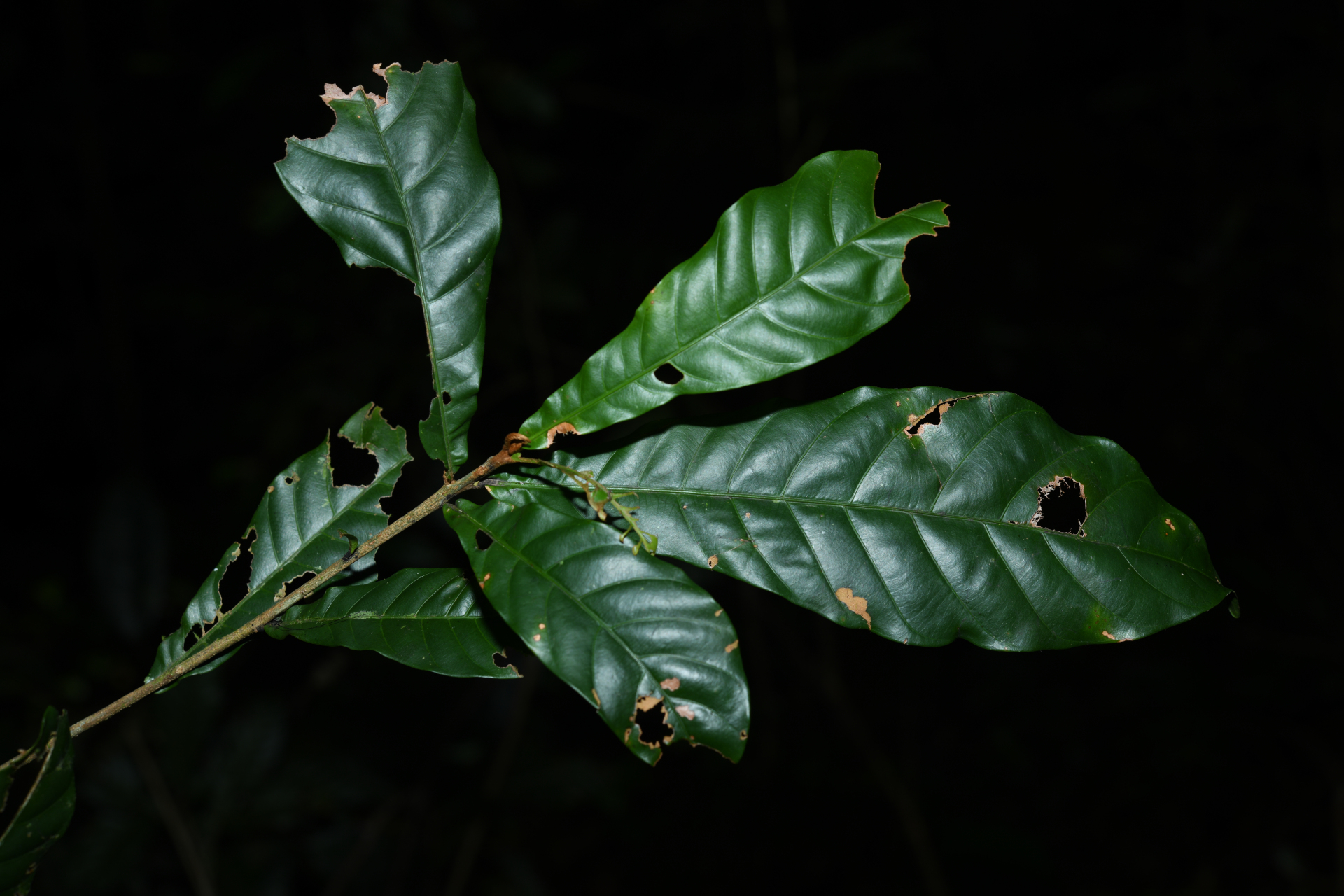Prieurella cuneifolia (Rudge) Pierre ex Aubrév., 1964 - Photo Bivouac Naturaliste