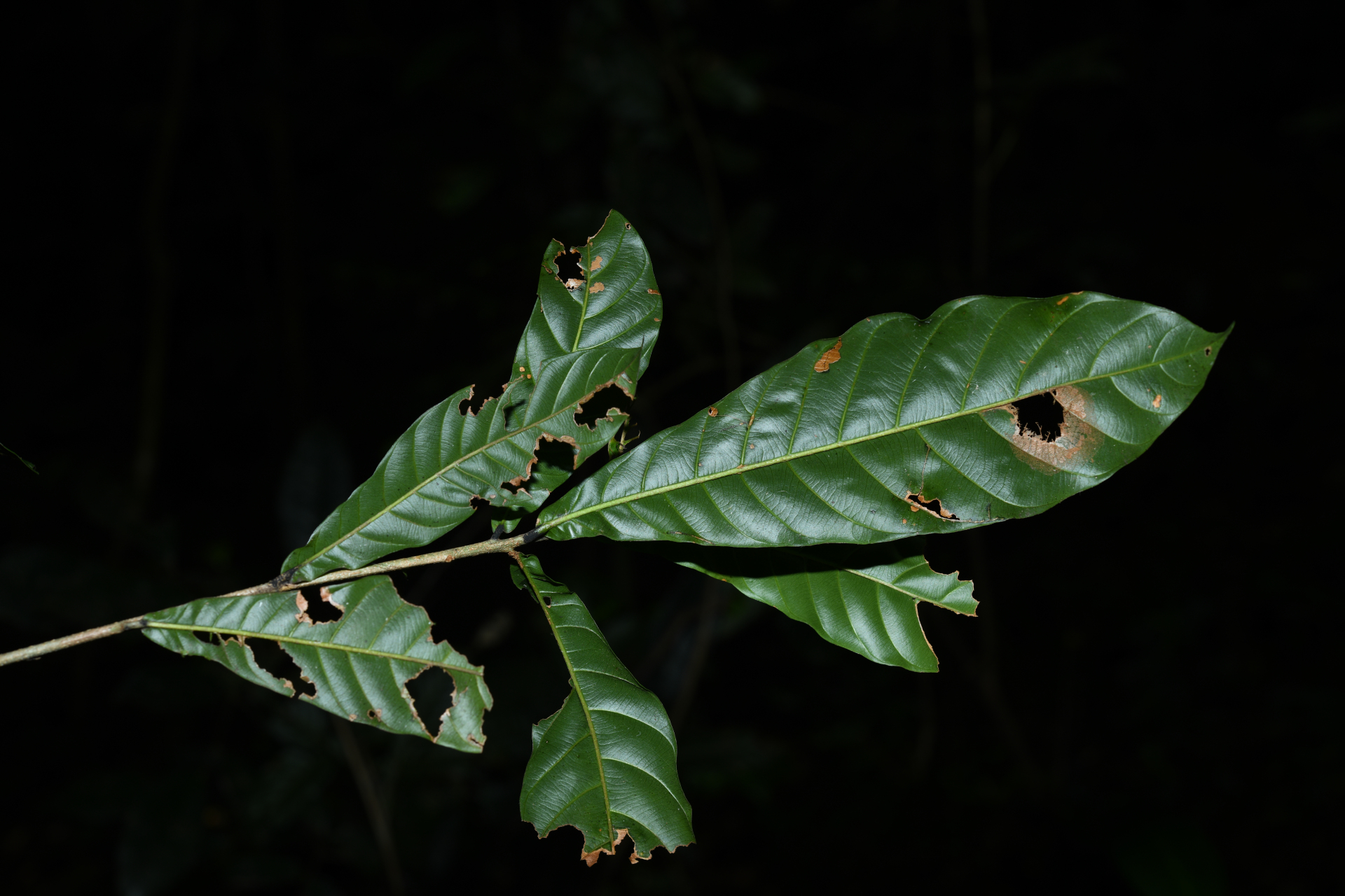 Prieurella cuneifolia (Rudge) Pierre ex Aubrév., 1964 - Photo Bivouac Naturaliste