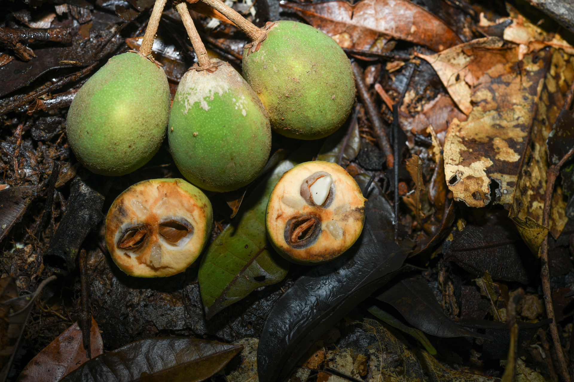 Prieurella cuneifolia (Rudge) Pierre ex Aubrév., 1964 - Photo Bivouac Naturaliste