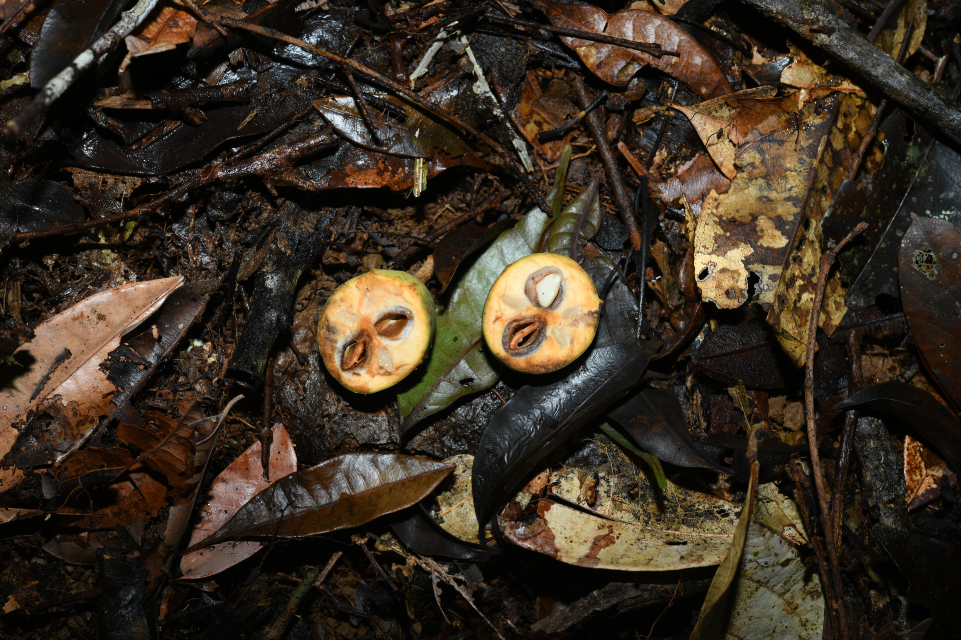 Prieurella cuneifolia (Rudge) Pierre ex Aubrév., 1964 - Photo Bivouac Naturaliste