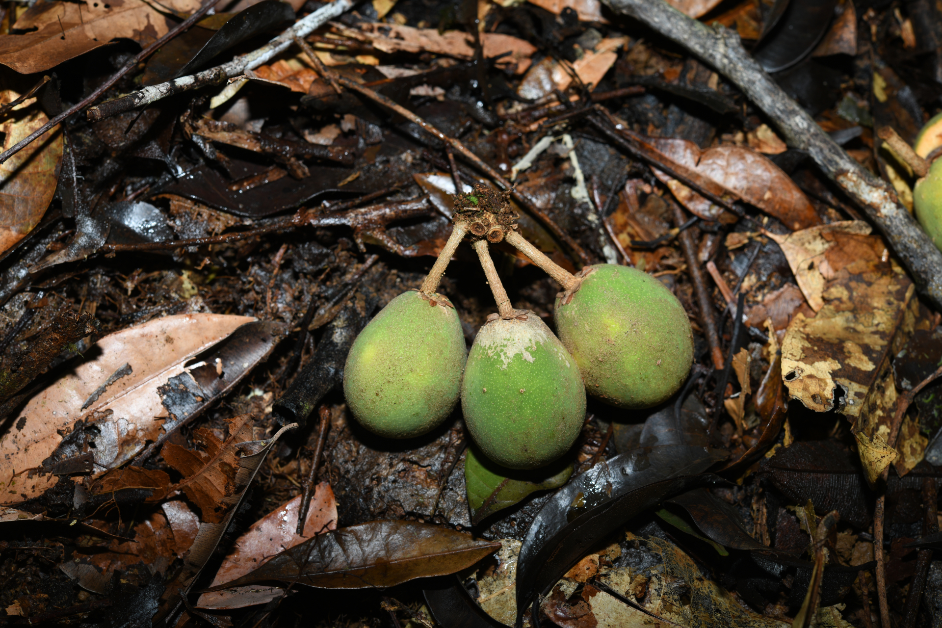 Prieurella cuneifolia (Rudge) Pierre ex Aubrév., 1964 - Photo Bivouac Naturaliste