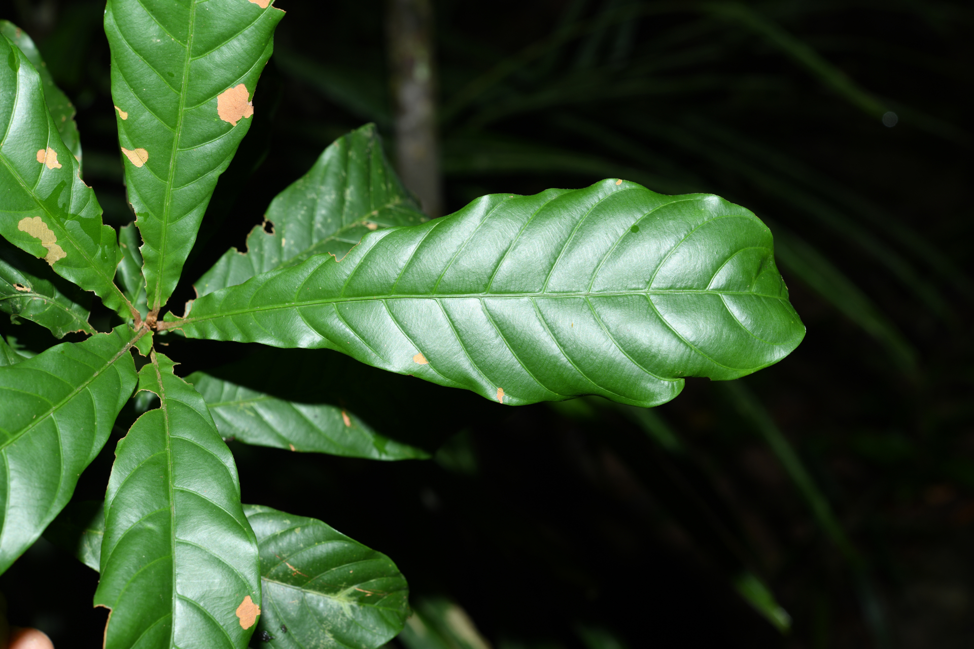 Prieurella cuneifolia (Rudge) Pierre ex Aubrév., 1964 - Photo Bivouac Naturaliste