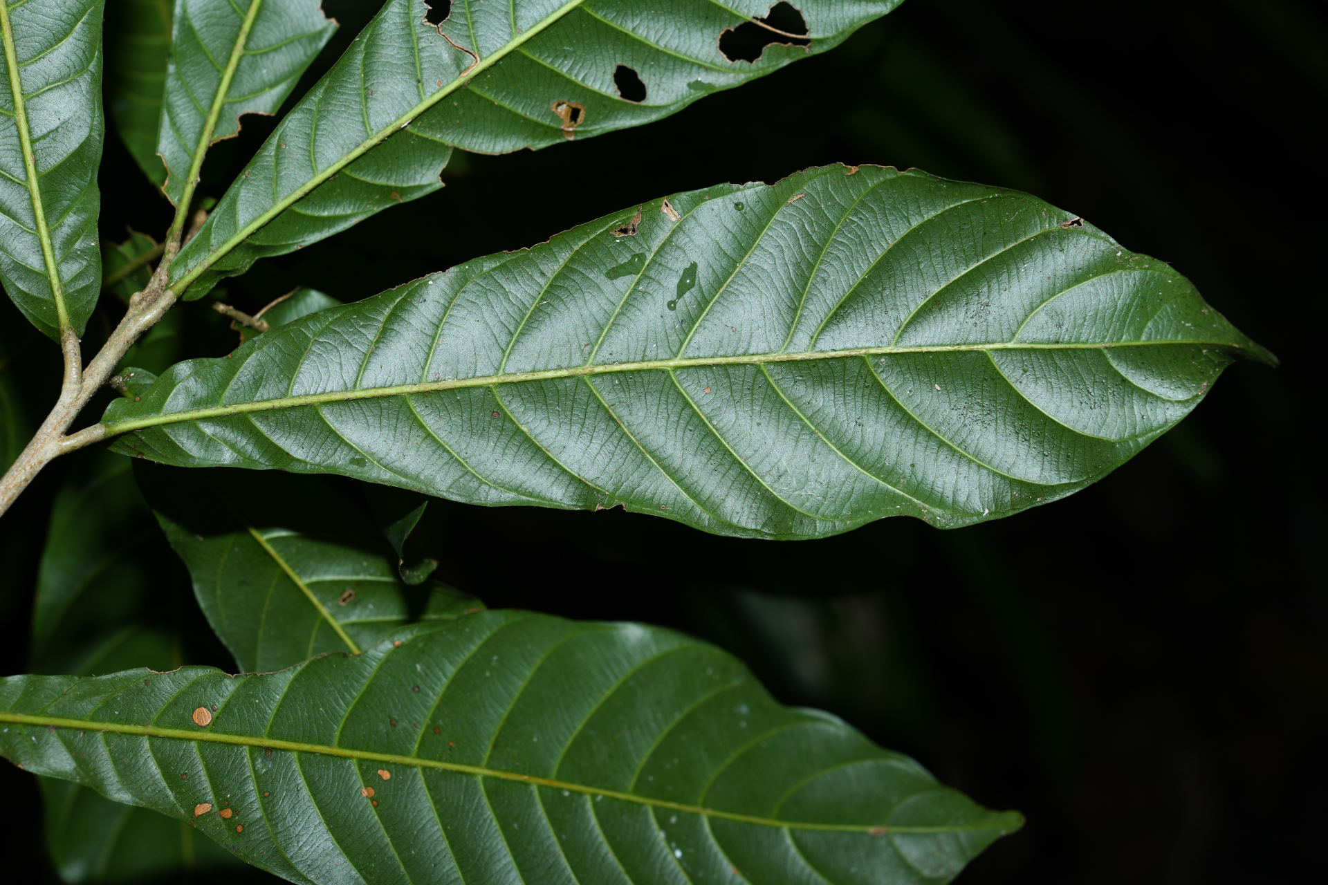 Prieurella cuneifolia (Rudge) Pierre ex Aubrév., 1964 - Photo Bivouac Naturaliste