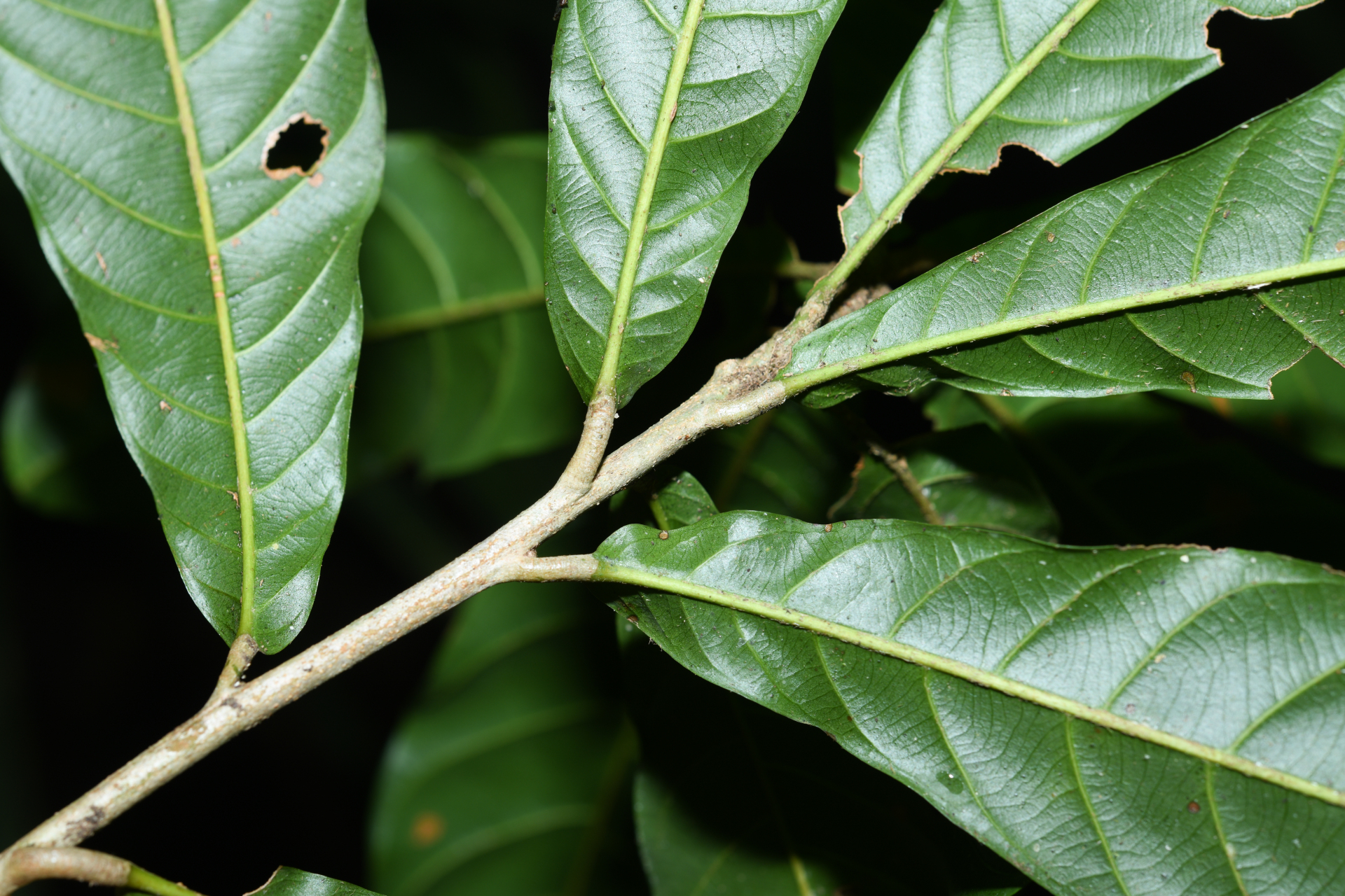 Prieurella cuneifolia (Rudge) Pierre ex Aubrév., 1964 - Photo Bivouac Naturaliste