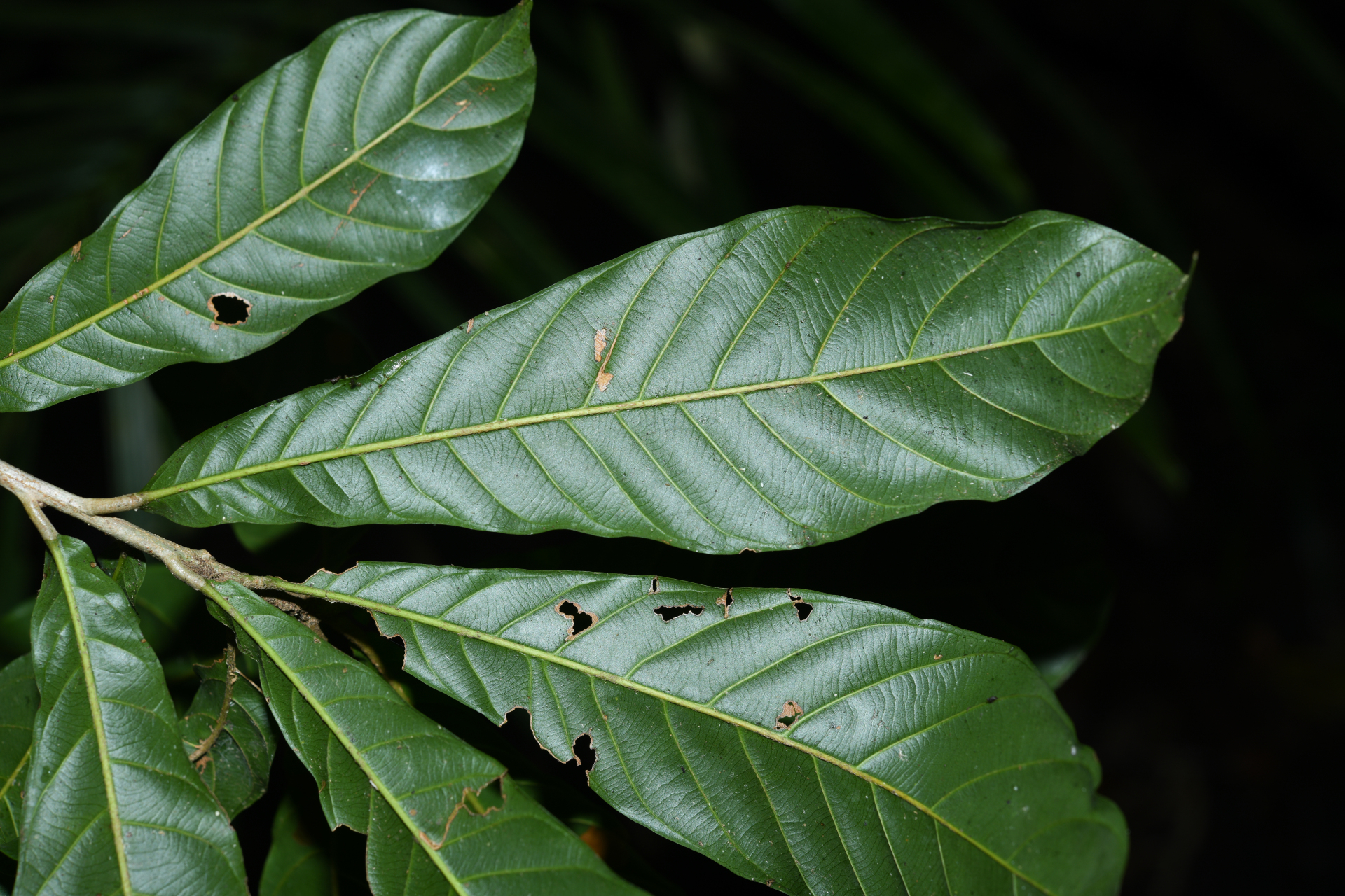 Prieurella cuneifolia (Rudge) Pierre ex Aubrév., 1964 - Photo Bivouac Naturaliste