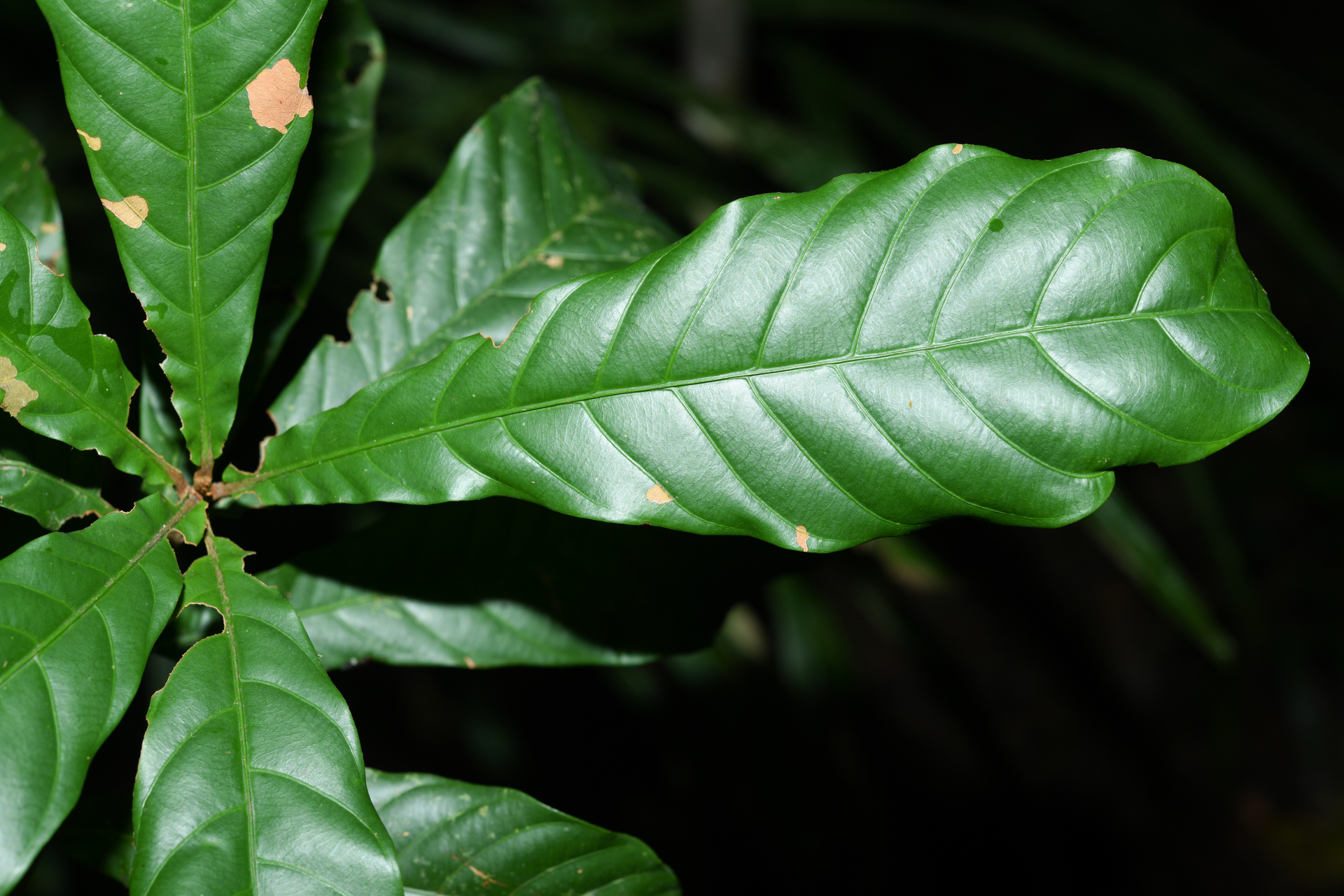 Prieurella cuneifolia (Rudge) Pierre ex Aubrév., 1964 - Photo Bivouac Naturaliste