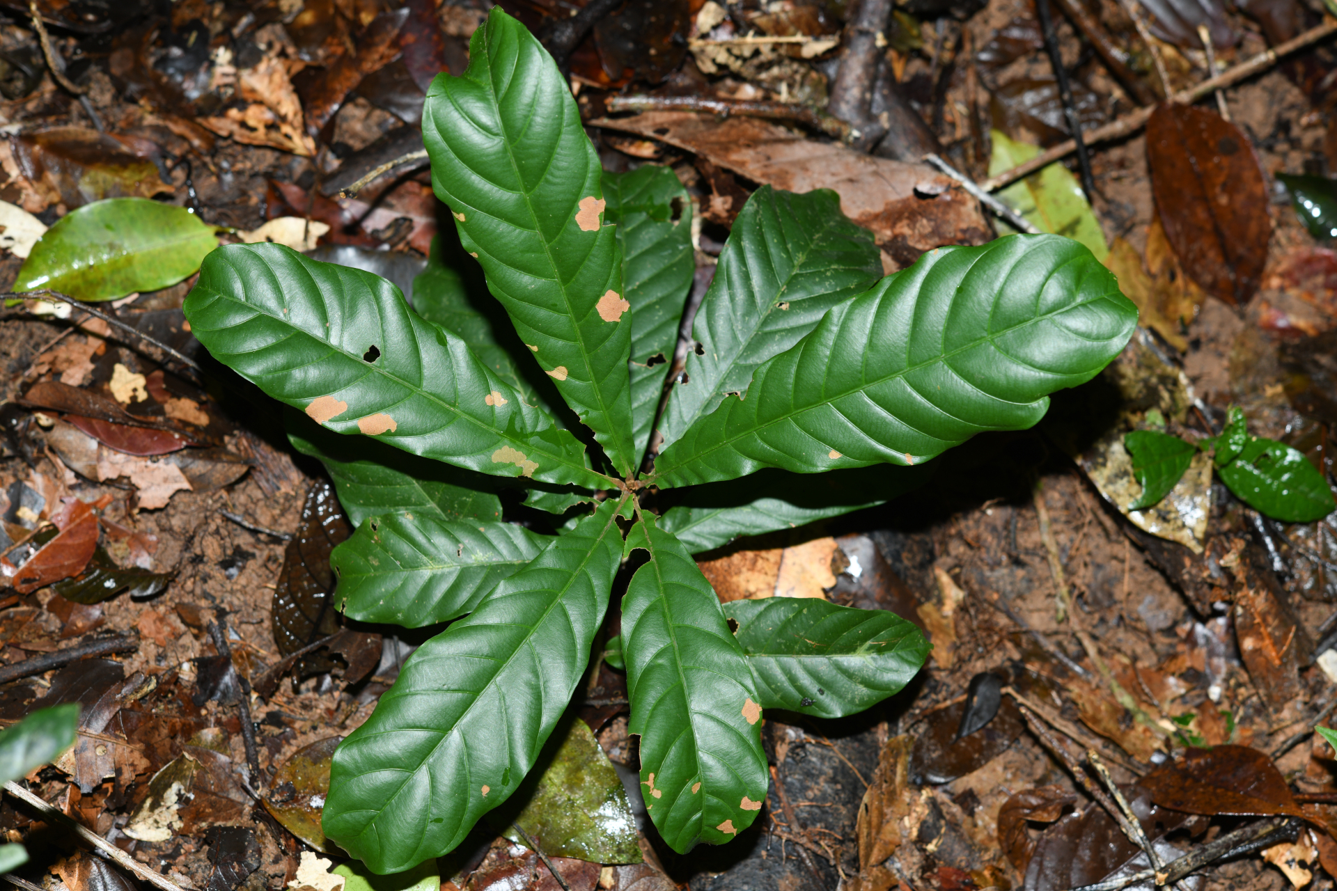 Prieurella cuneifolia (Rudge) Pierre ex Aubrév., 1964 - Photo Bivouac Naturaliste