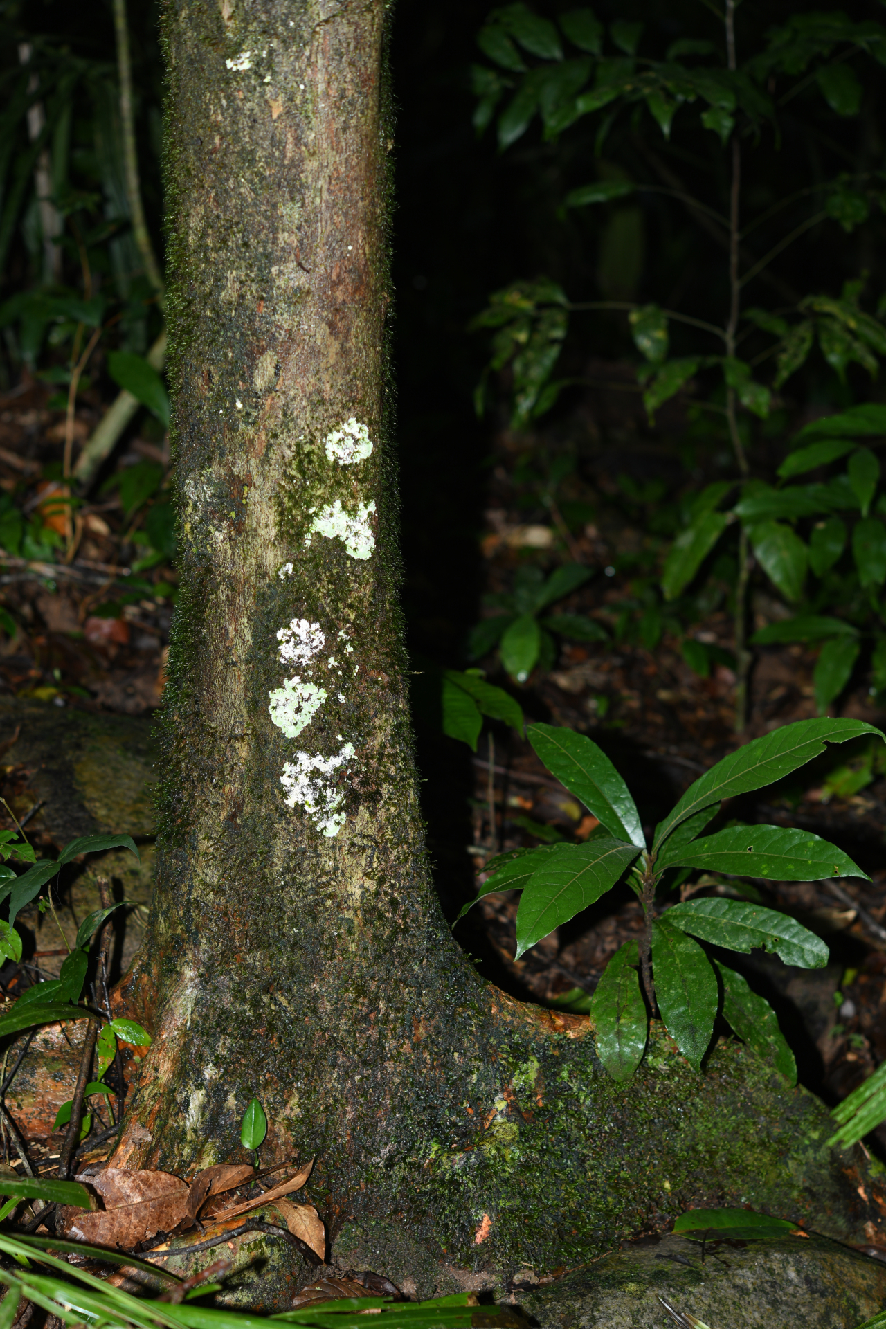 Prieurella cuneifolia (Rudge) Pierre ex Aubrév., 1964 - Photo Bivouac Naturaliste