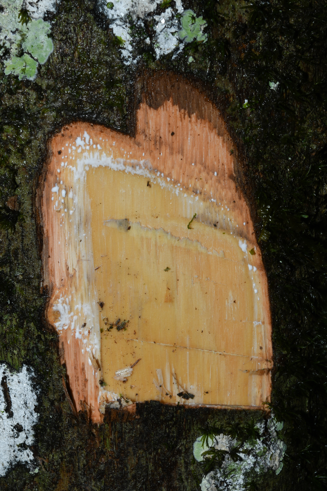 Prieurella cuneifolia (Rudge) Pierre ex Aubrév., 1964 - Photo Bivouac Naturaliste