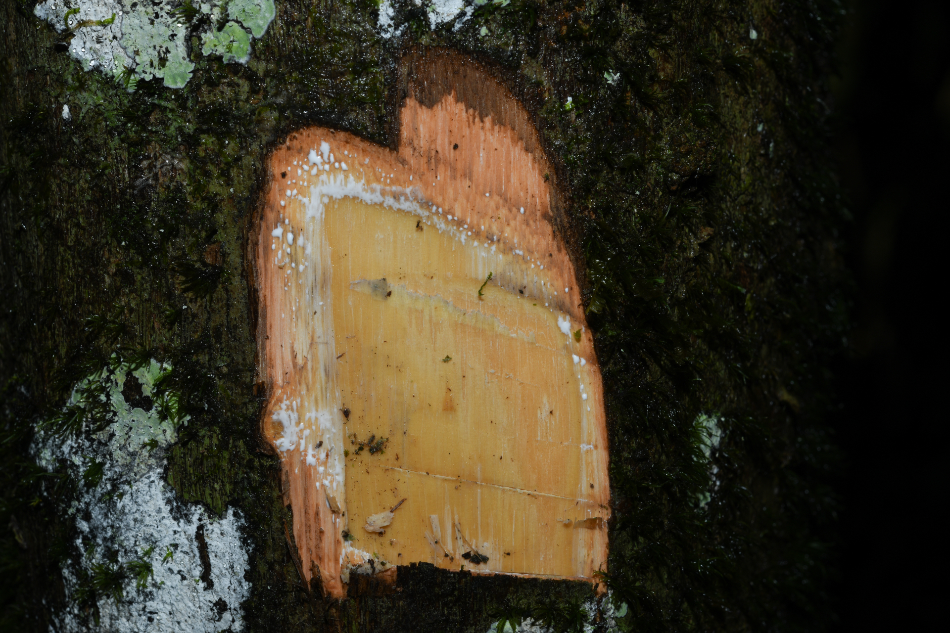 Prieurella cuneifolia (Rudge) Pierre ex Aubrév., 1964 - Photo Bivouac Naturaliste
