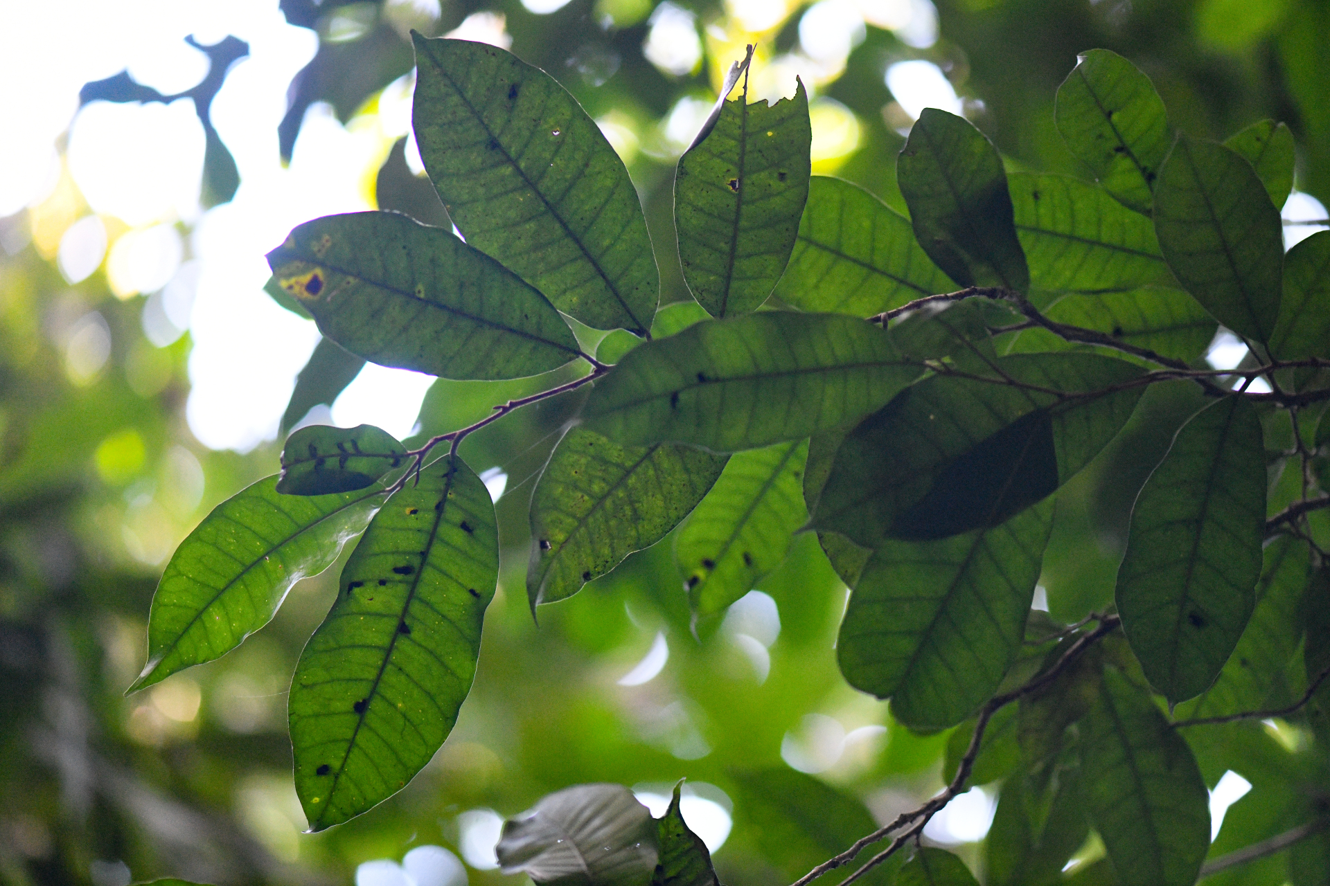 Chrysophyllum argenteum subsp. argenteum - Photo Bivouac Naturaliste