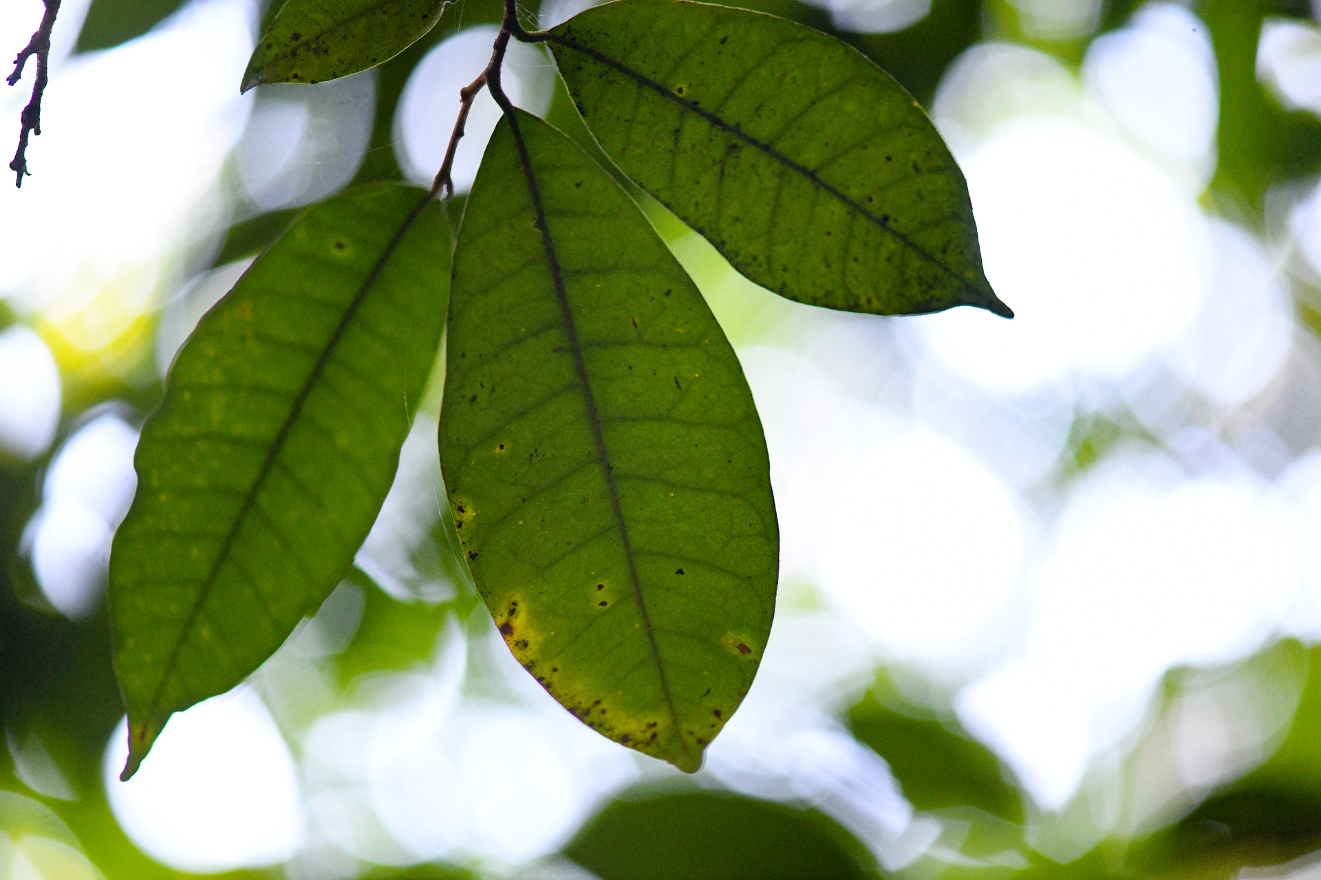 Chrysophyllum argenteum subsp. argenteum - Photo Bivouac Naturaliste