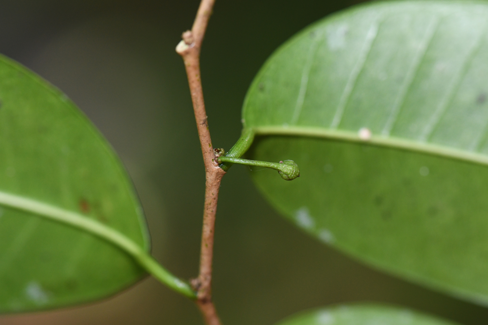 Chrysophyllum argenteum subsp. argenteum - Photo Bivouac Naturaliste