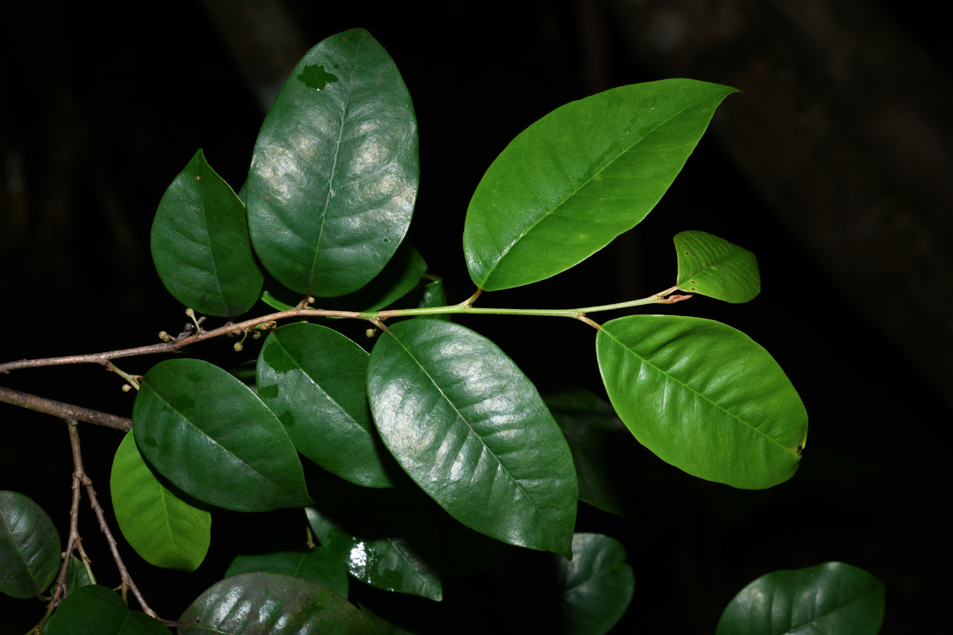 Chrysophyllum argenteum subsp. argenteum - Photo Bivouac Naturaliste